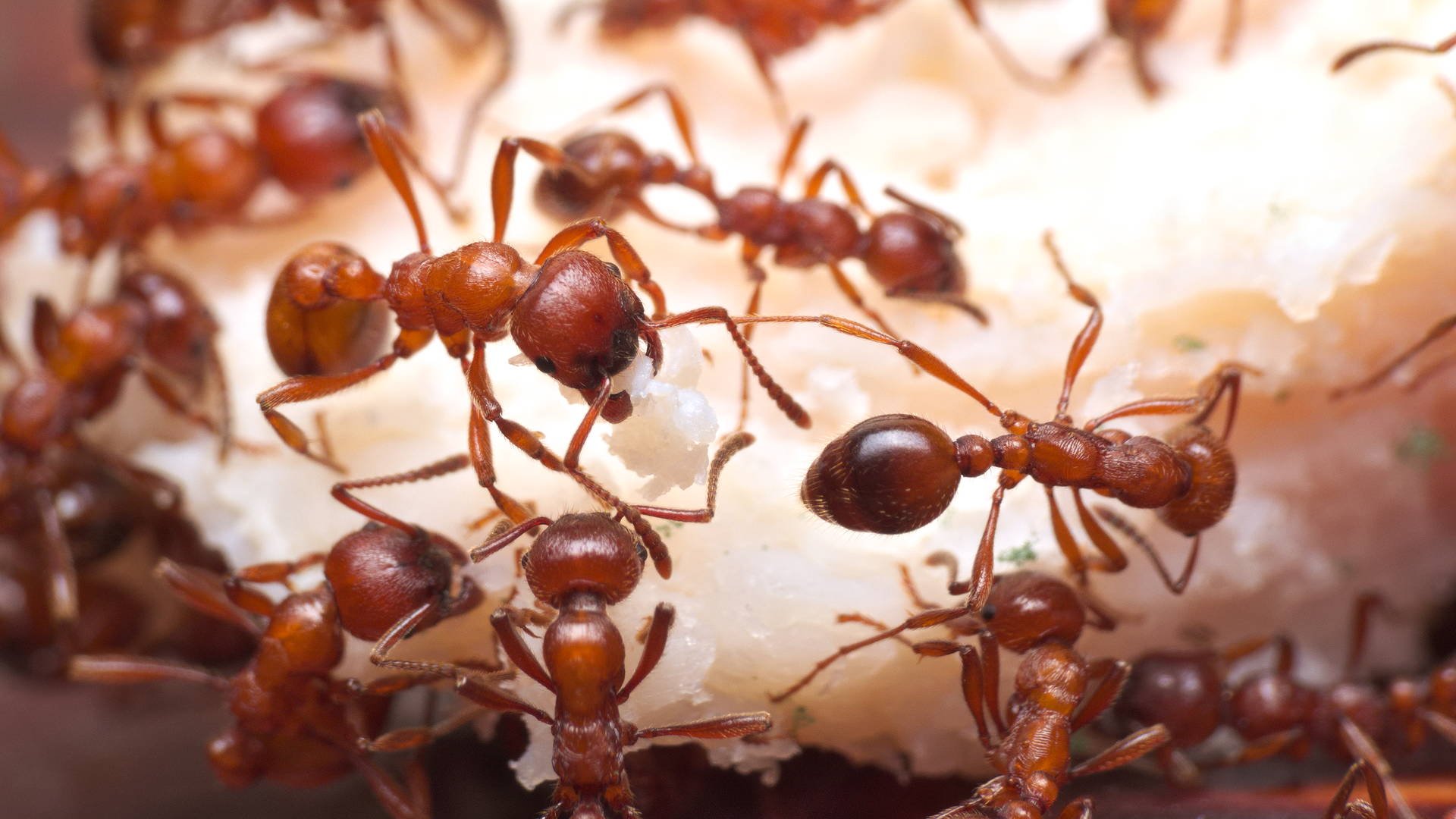 Моногини́я у муравьёв