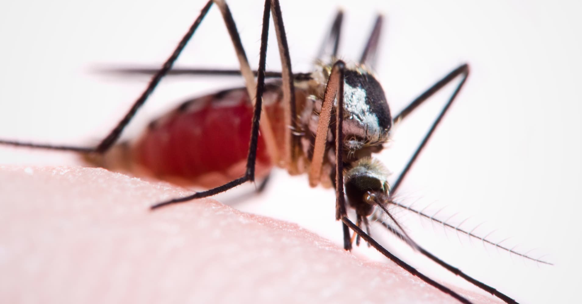 Чем помазать укус комара. Комар полный. Аллергия на укусы кровососущих насекомых. Загнивают укусы насекомых.