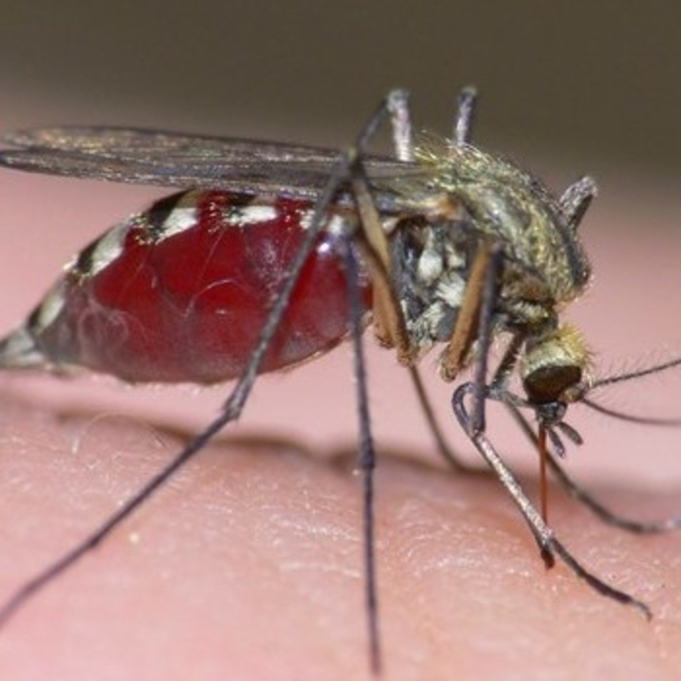 Какую кровь кусают комары. Место укуса малярийного комара. Малярийный комар кусается. Укусы мошек комаров слепней.