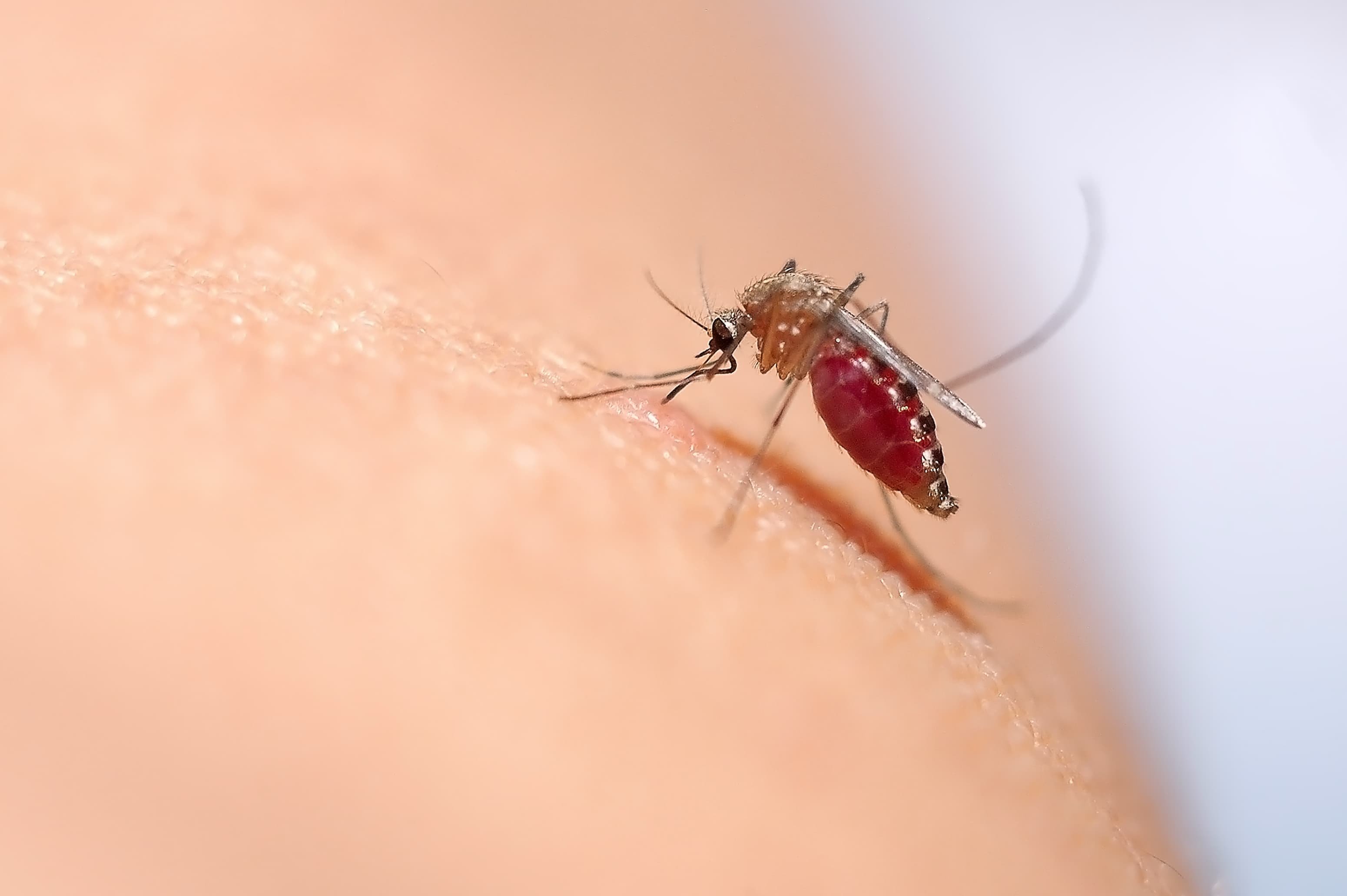 Малярия в домашних условиях. Укус клопа комара мошки. Укус малярийного комара на коже.