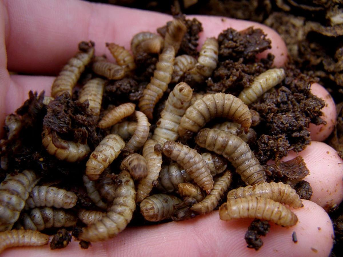 Где едят червей. Мучной хрущак личинка. Личинки навозных червей. Гусеница черви опарыши. Черная львинка личинки.