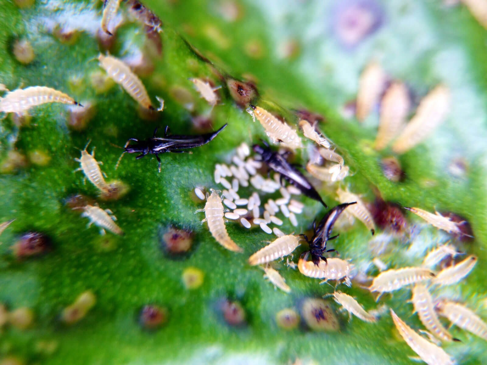 Борьба с трипсами на комнатных растениях. Западный цветочный трипс Frankliniella occidentalis. Вредители орхидей трипсы. Трипсы Яйцекладные. Личинка трипса.