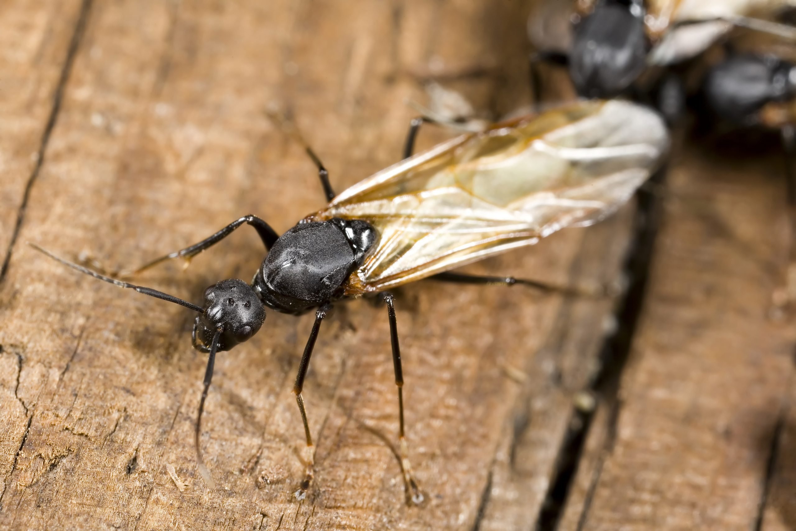Крылатых муравьев. Термиты летают. Насекомые муравей. Термит насекомое.