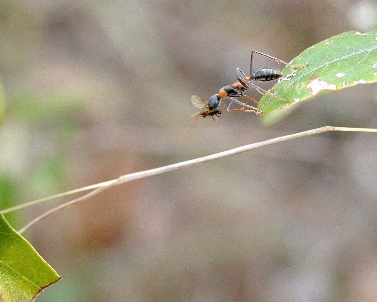 Летающие муравьи в доме. Летающие муравьи. Летающее насекомое похожее на муравья. Летучие муравьи. Насекомое летающий муравей.