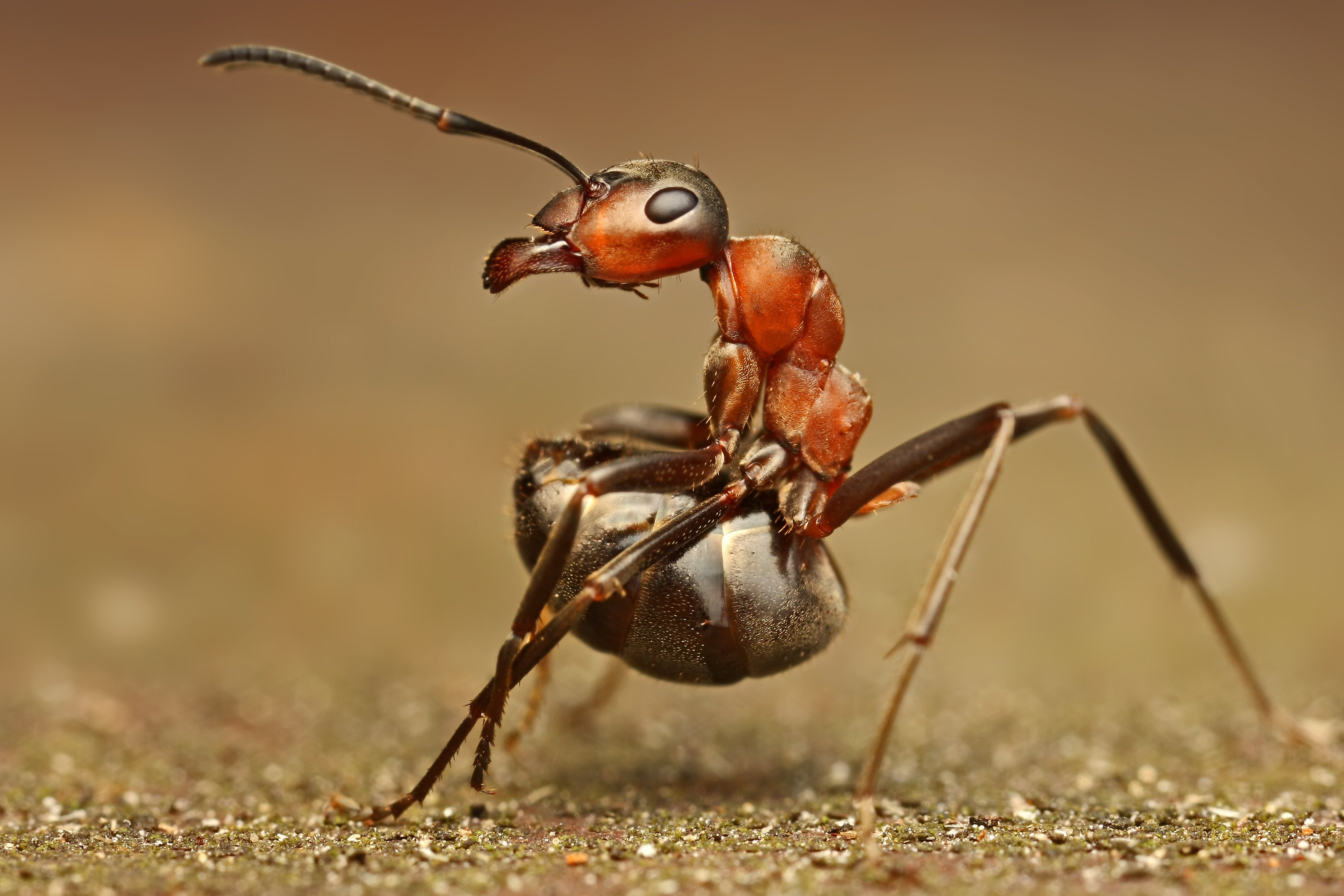 Ящерица муравьи. Муравьи фуражиры. Гигантский амазонский муравей. Древесный муравей Кефало. Мантиспида богомол Оса.