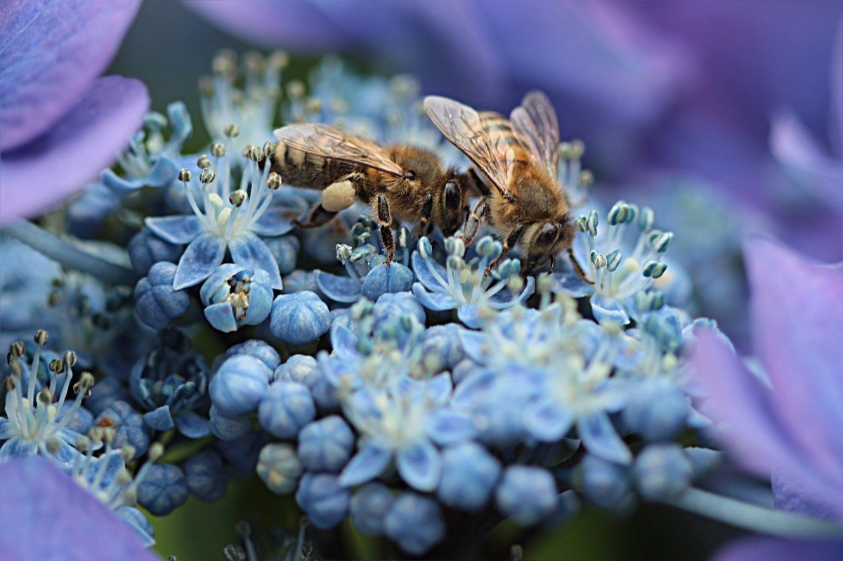 Пчела на синем цветке