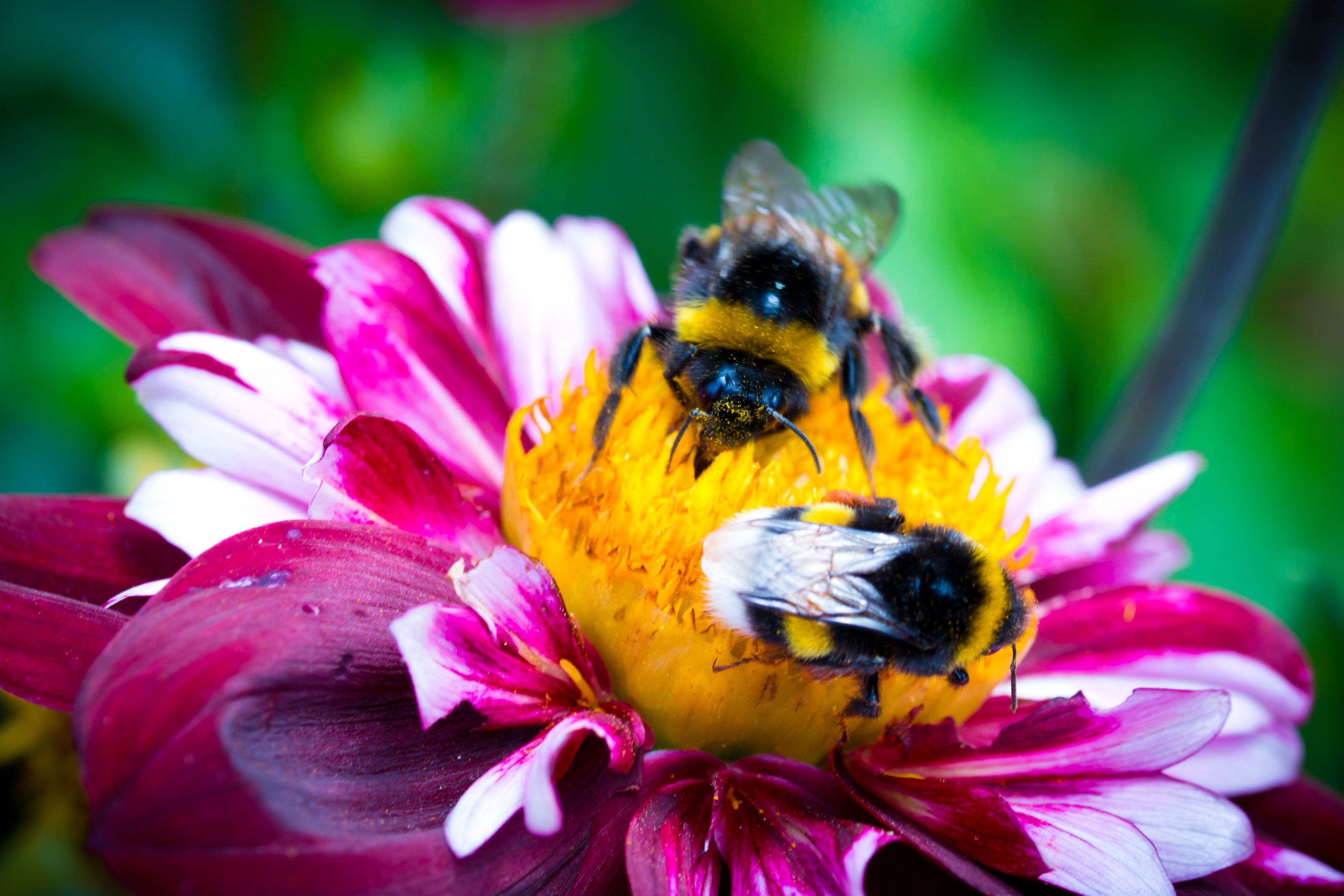 Растение с нектаром. Пчелы опыляют растения. Пчела на цветке. Пчелы над цветами. Нектар цветка.