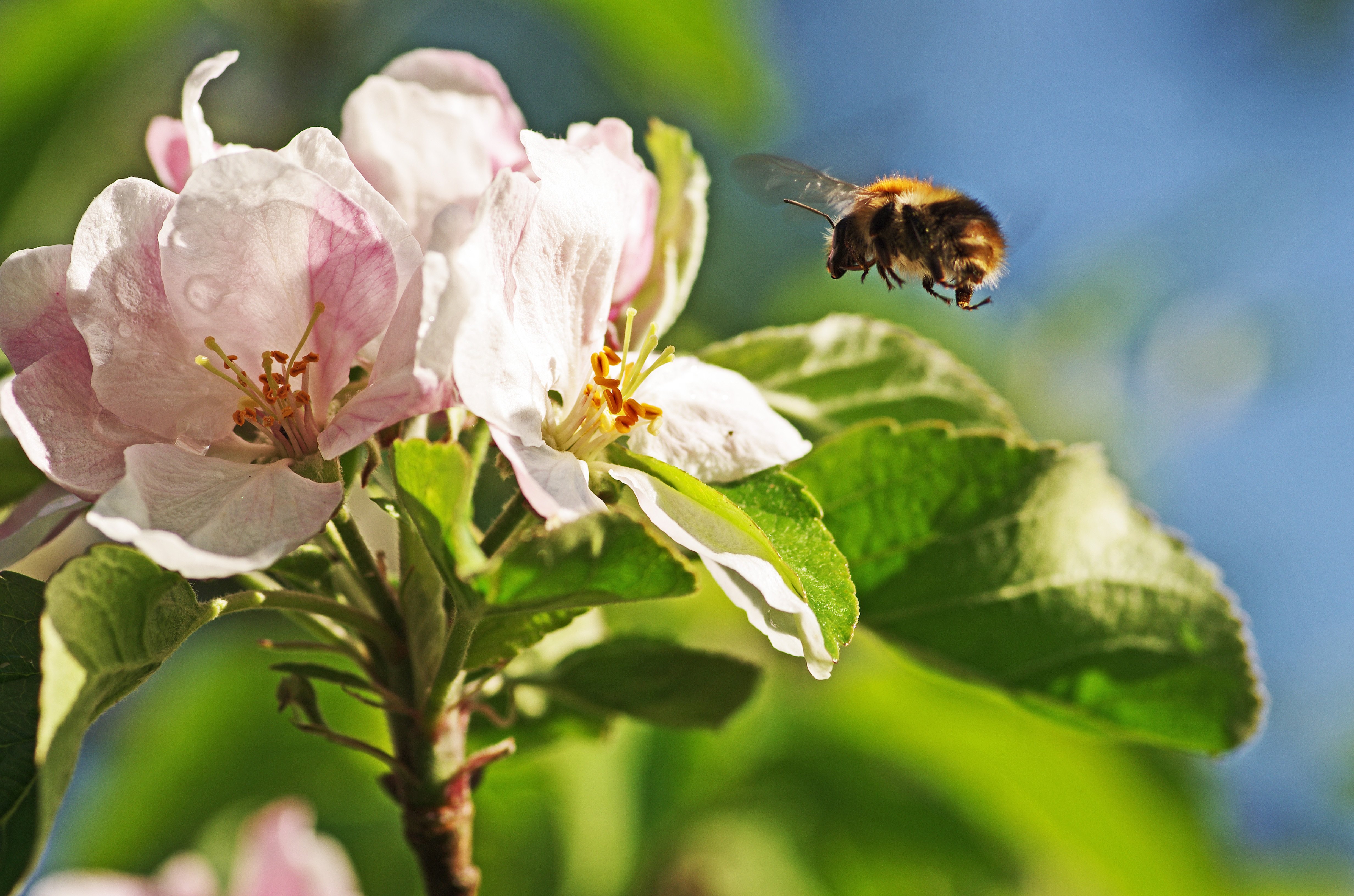 Какие отношения между яблоней и домашней пчелой. Пчела опыляет яблоню. Шмель опыляет яблоню. Опыление яблони пчелами. Опыление цветков пчелами яблони.
