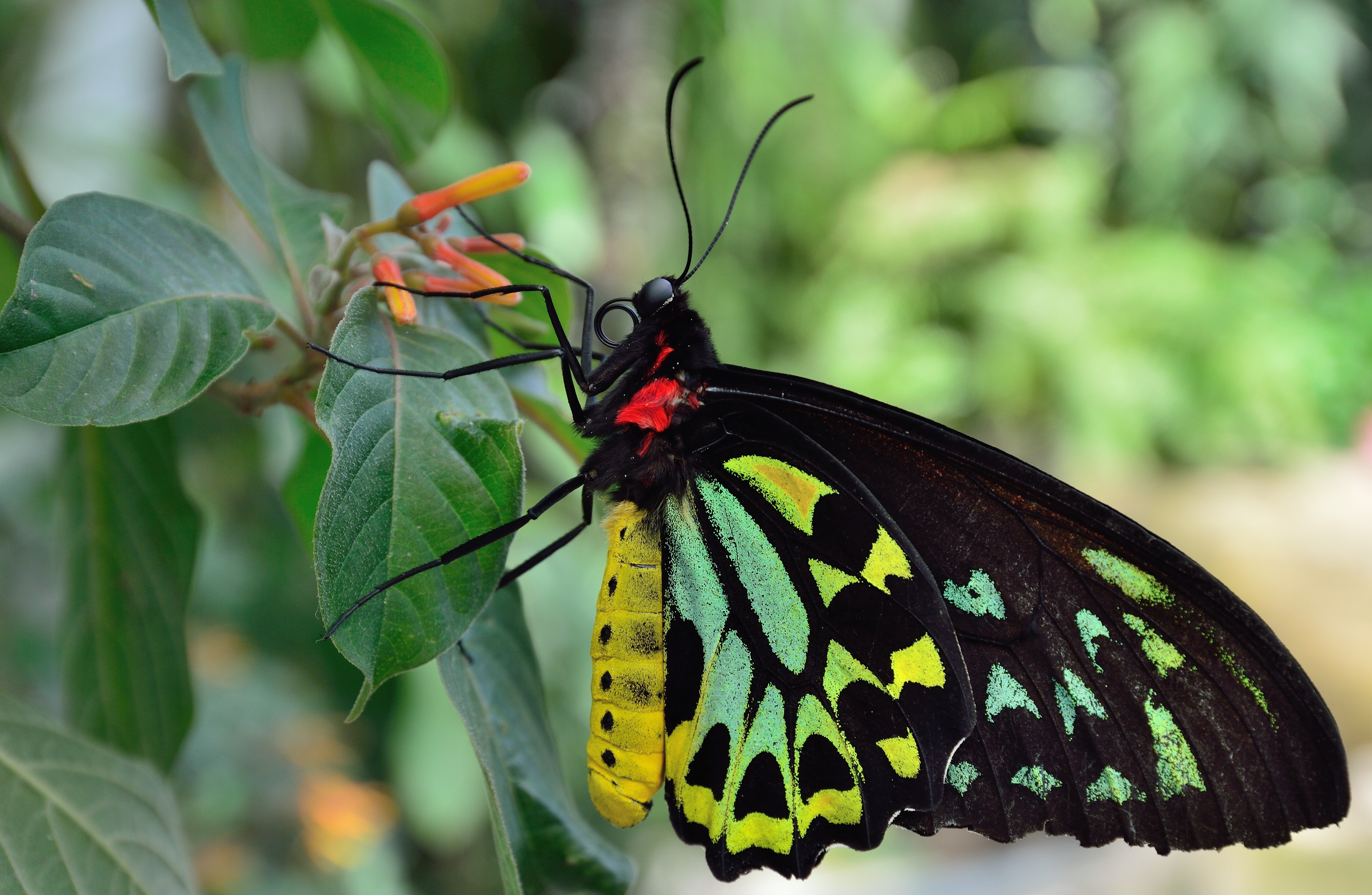 Видео где бабочка. Бабочка Кернс Бердвинг. Бабочка Junonia orithya. Черная бабочка Птицекрылка. Бабочки тропических лесов Индии.