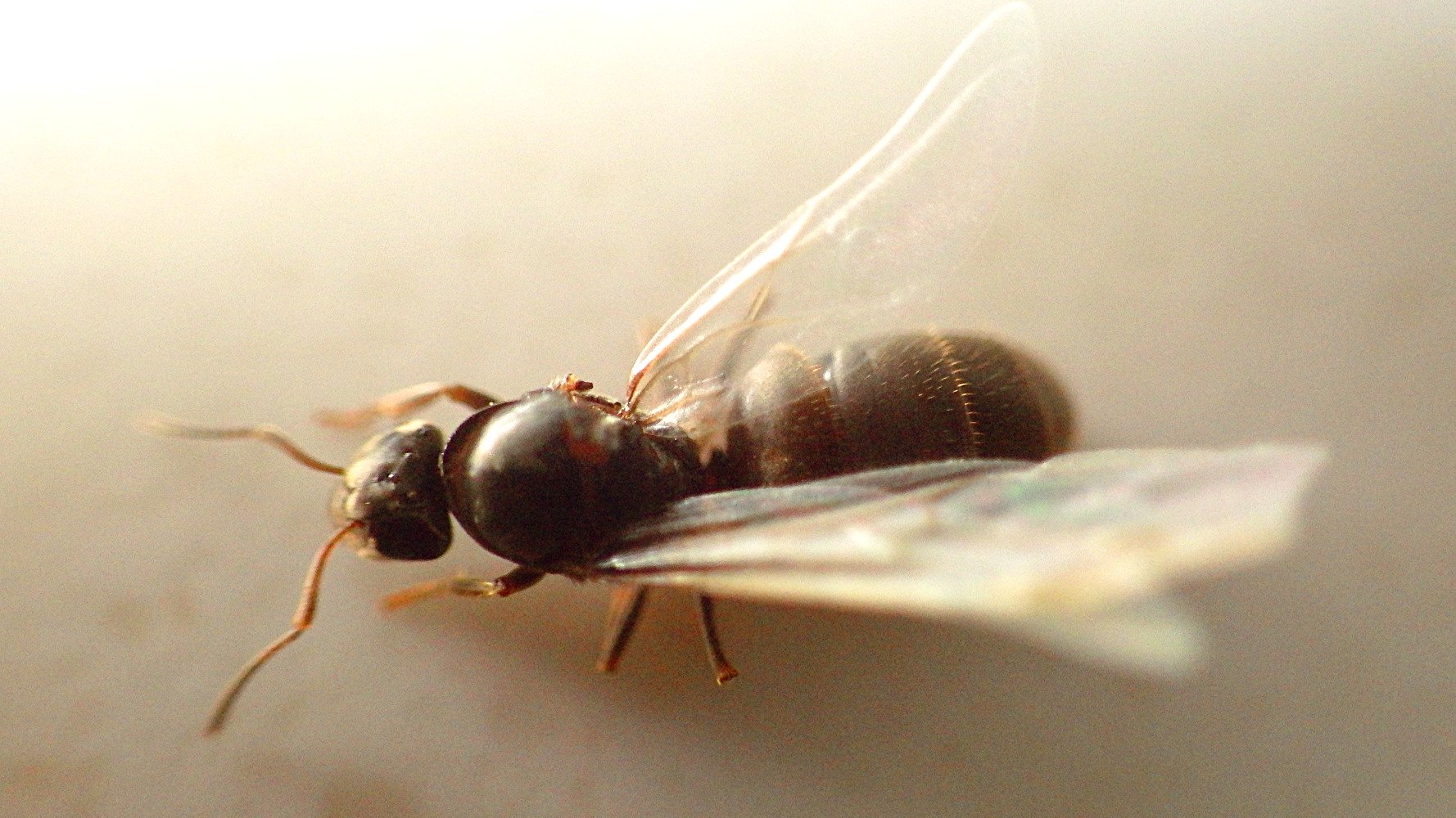 Крылатых муравьев. Муравьи с крыльями. Летающие муравьи. Муравьиная матка с крыльями. Крылатые муравьи.
