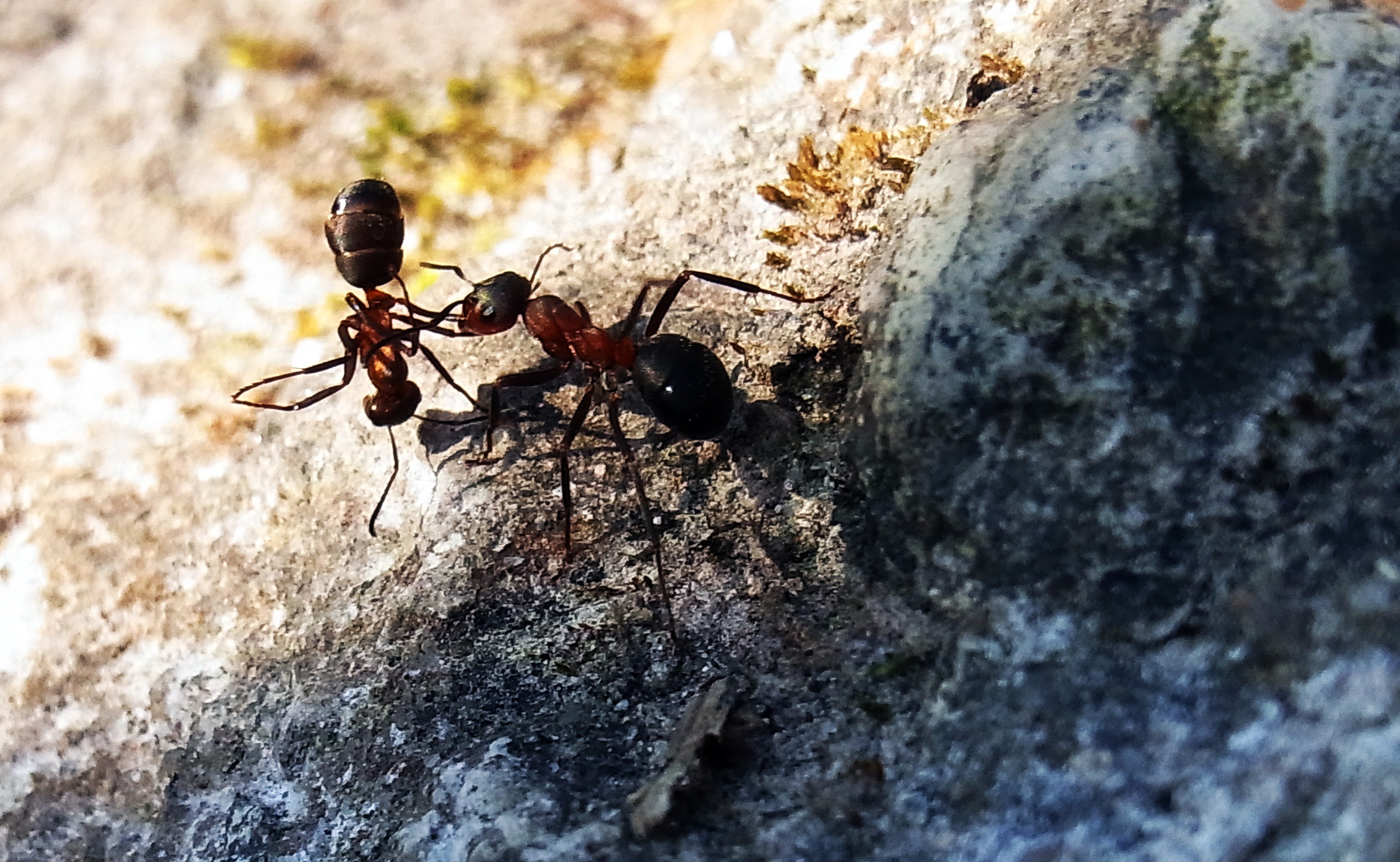 Ящерица муравьи