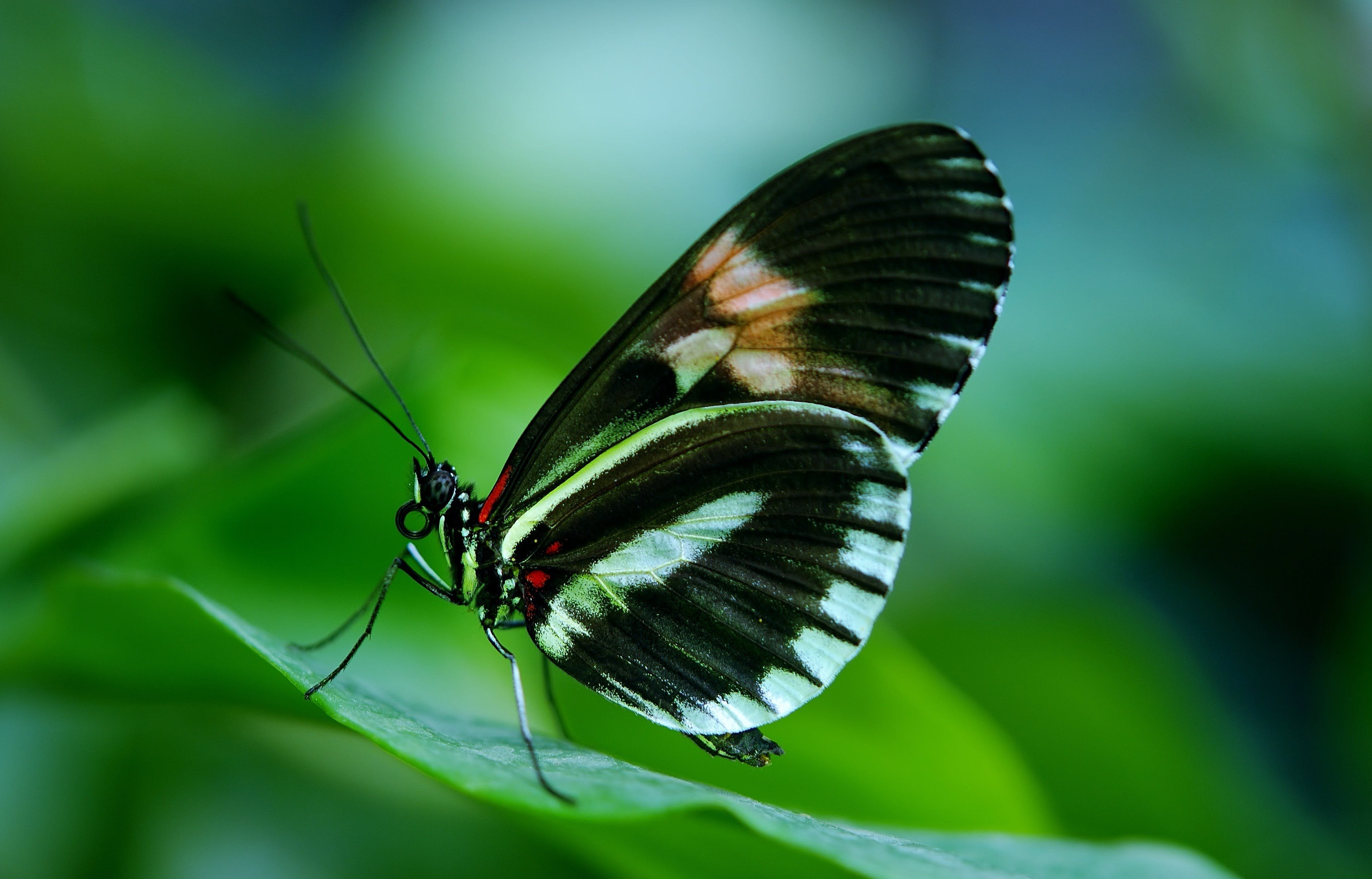 Черно зеленая бабочка. Парусник Румянцева (Papilio Rumanzovia). Парусник Румянцева бабочка. Папилио Руманзовия бабочка. Кокон бабочки парусник Румянцева.