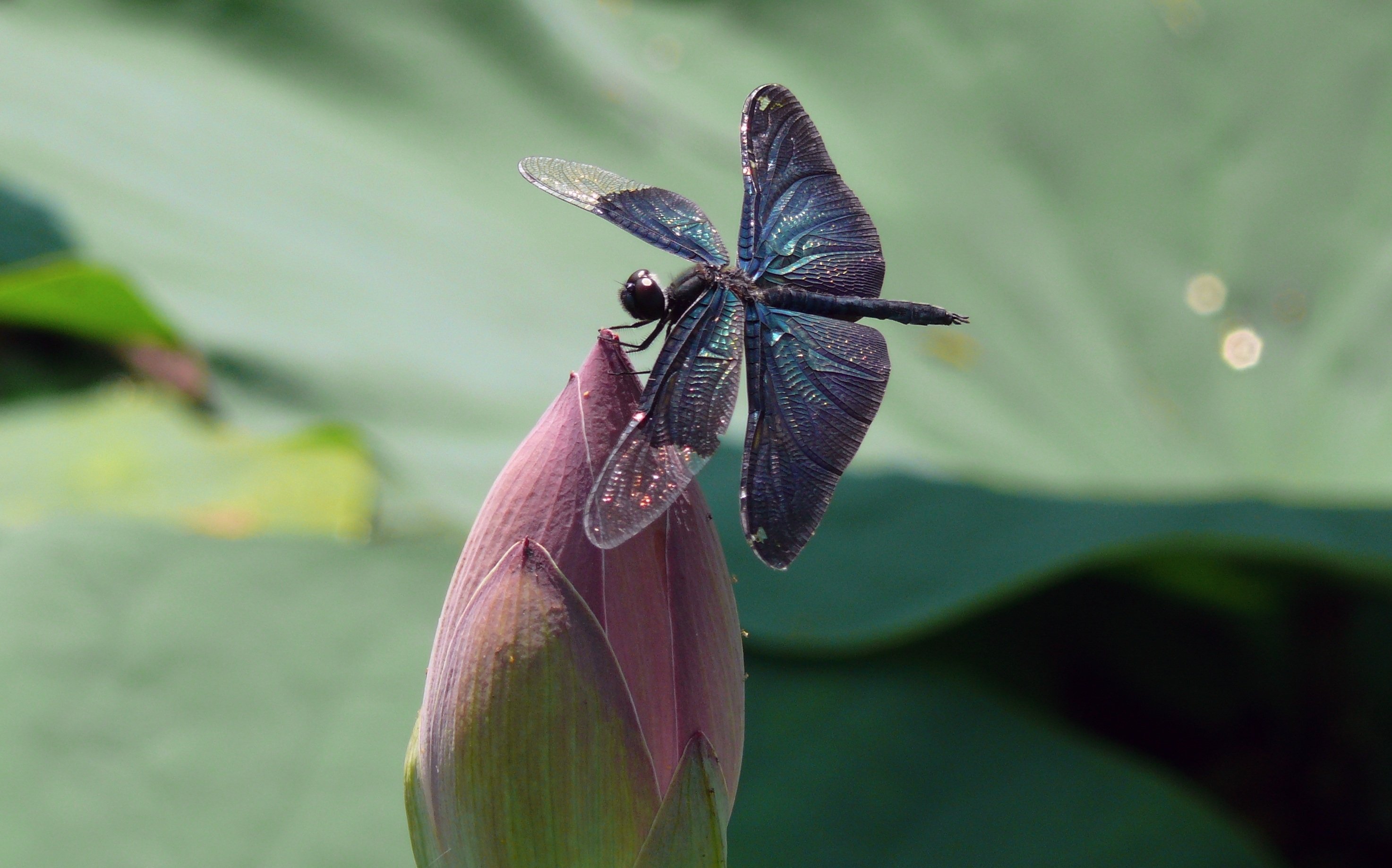 Цветок похож на крылья бабочки. Стрекоза Радужница. Стрекоза Радужница зеленая. Стрекоза на лотосе. Бабочка Макросъемка.