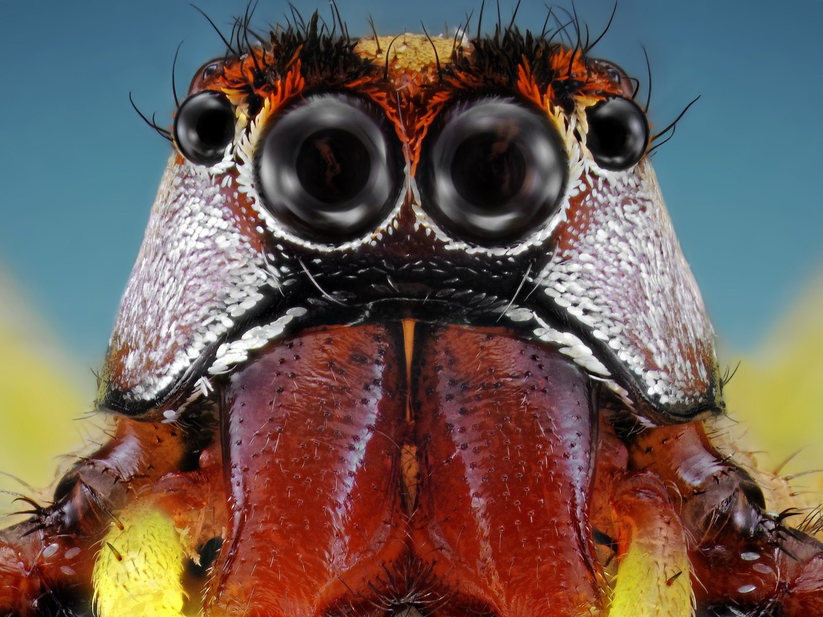 Глаза насекомых имеют. Глаза насекомых. Фасеточные глаза насекомых. Удивительные насекомые. Сложные глаза у насекомых.