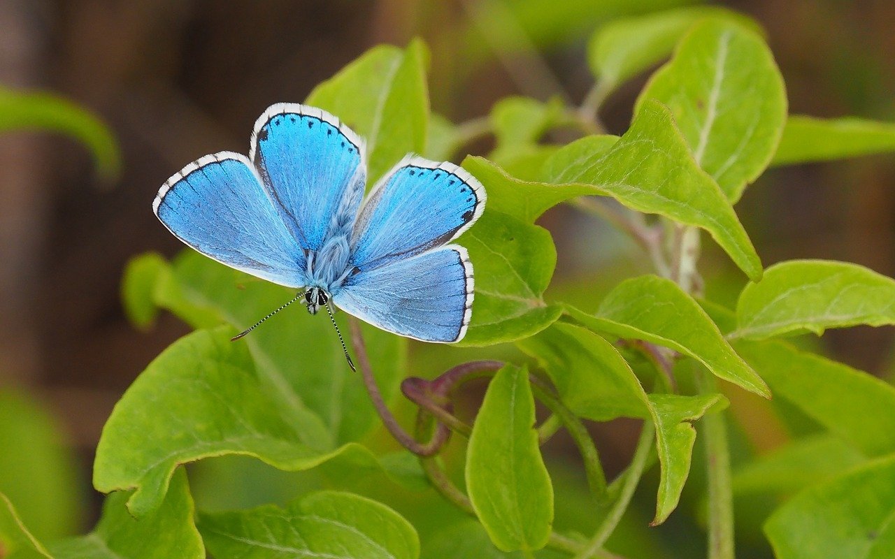 Розово голубая бабочка. Северо-американская голубянка. Бабочка. Красивые бабочки. Голубая бабочка.
