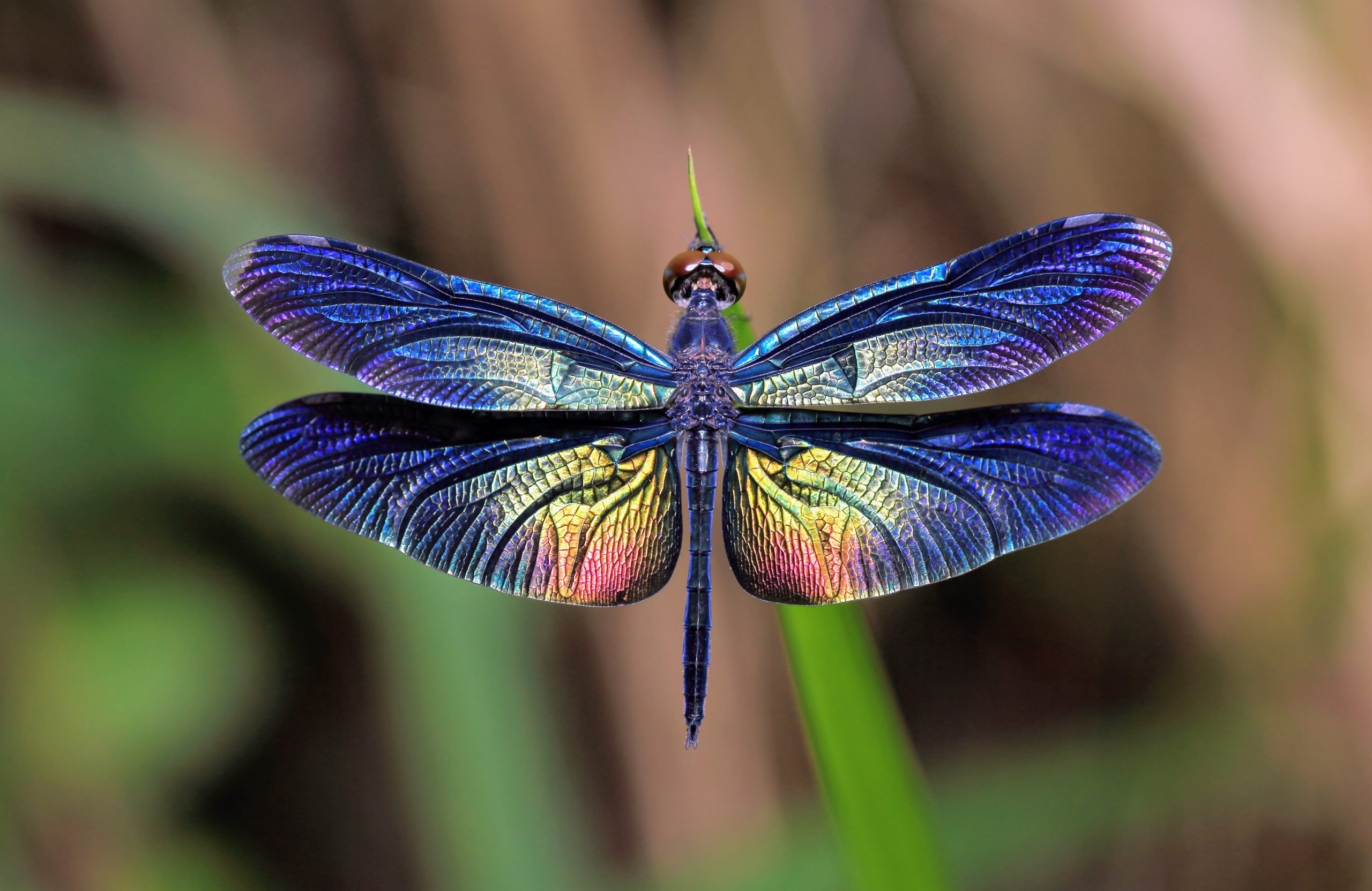 Сложенные крылья бабочки. Стрекоза Радужница. Стрекоза Радужница зеленая. Стрекоза синяя Драгонфлай. Бабочка Радужница.