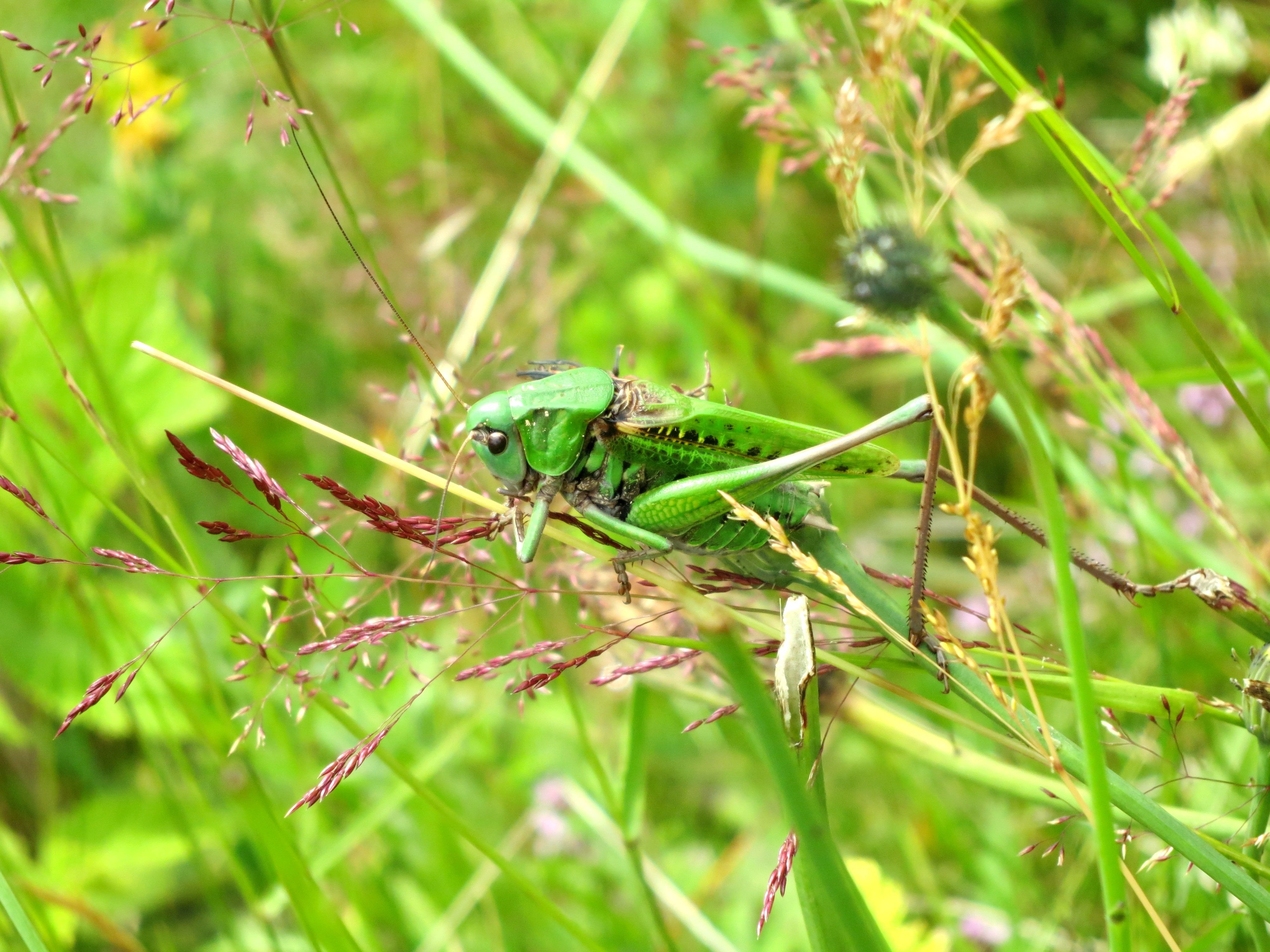 В траве трещат кузнечики скрипит жук. Бельгийская Саранча. Луговые насекомые кузнечик. Степные насекомые. Луг с насекомыми.