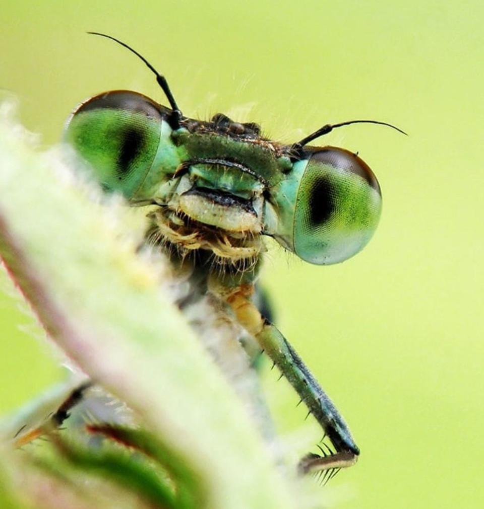 Мушка комара. Насекомые. Насекомые фото. Насекомое с зелеными глазами.