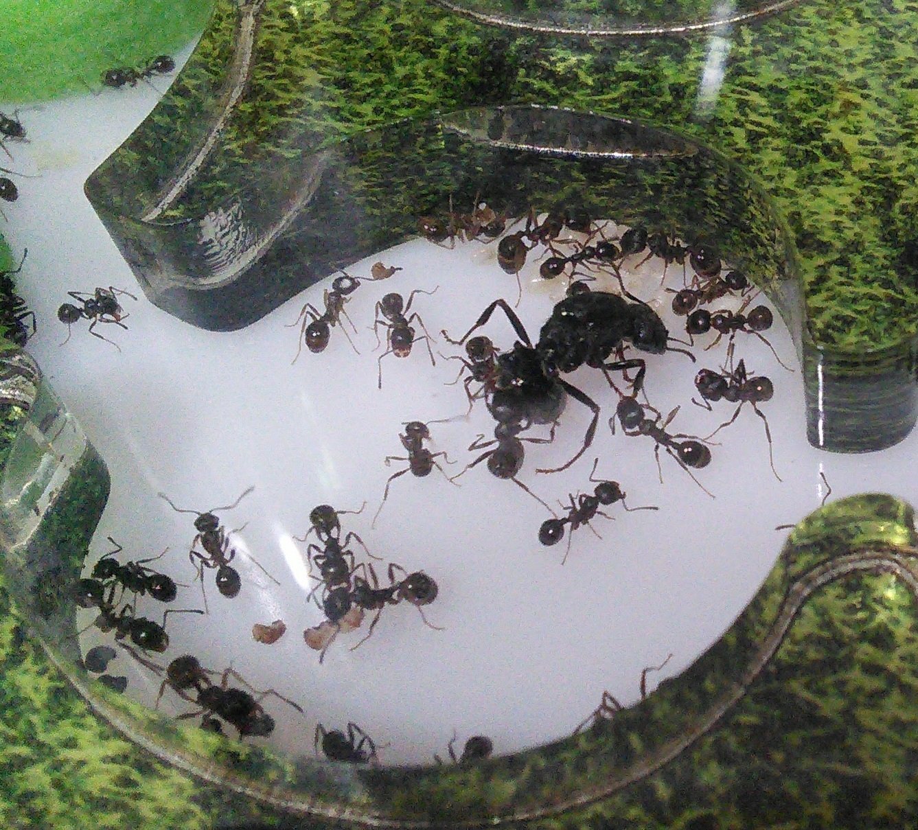 лунтик у дом для муравьев фото распечатать