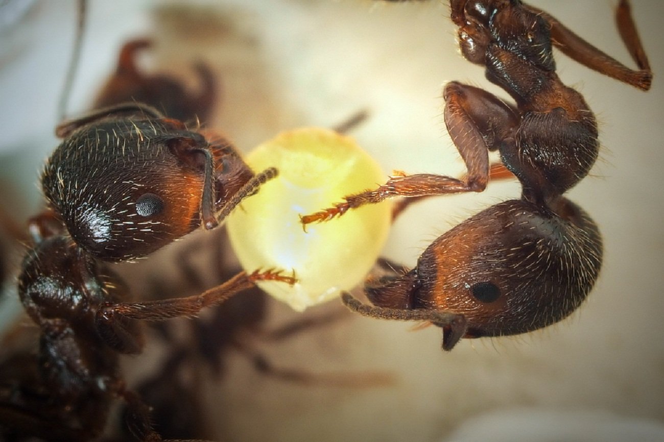 Куколки муравьев. Муравьи жнецы Муравейник. Messor structor куколка. Няньки муравья жнеца.