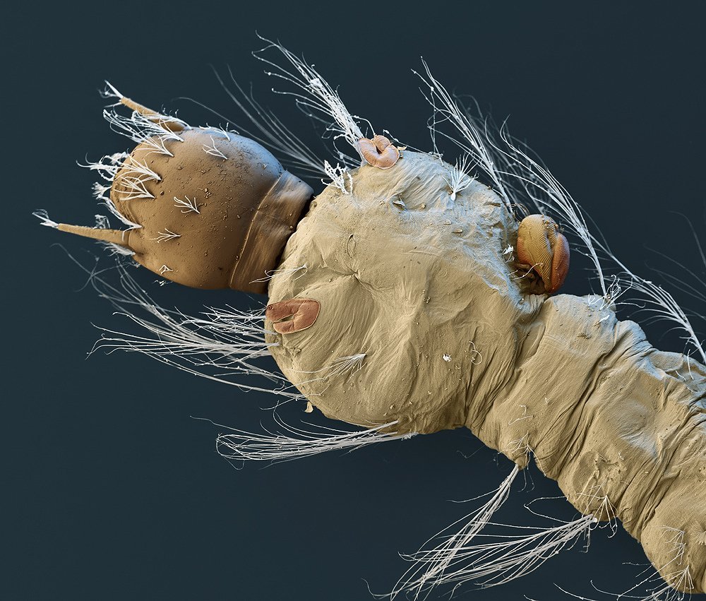 Фотография микро. Комариный хобот под микроскопом. Личинка опарыша паразит. Личинки мухи под микроскопо. Микромир насекомые под микроскопом.