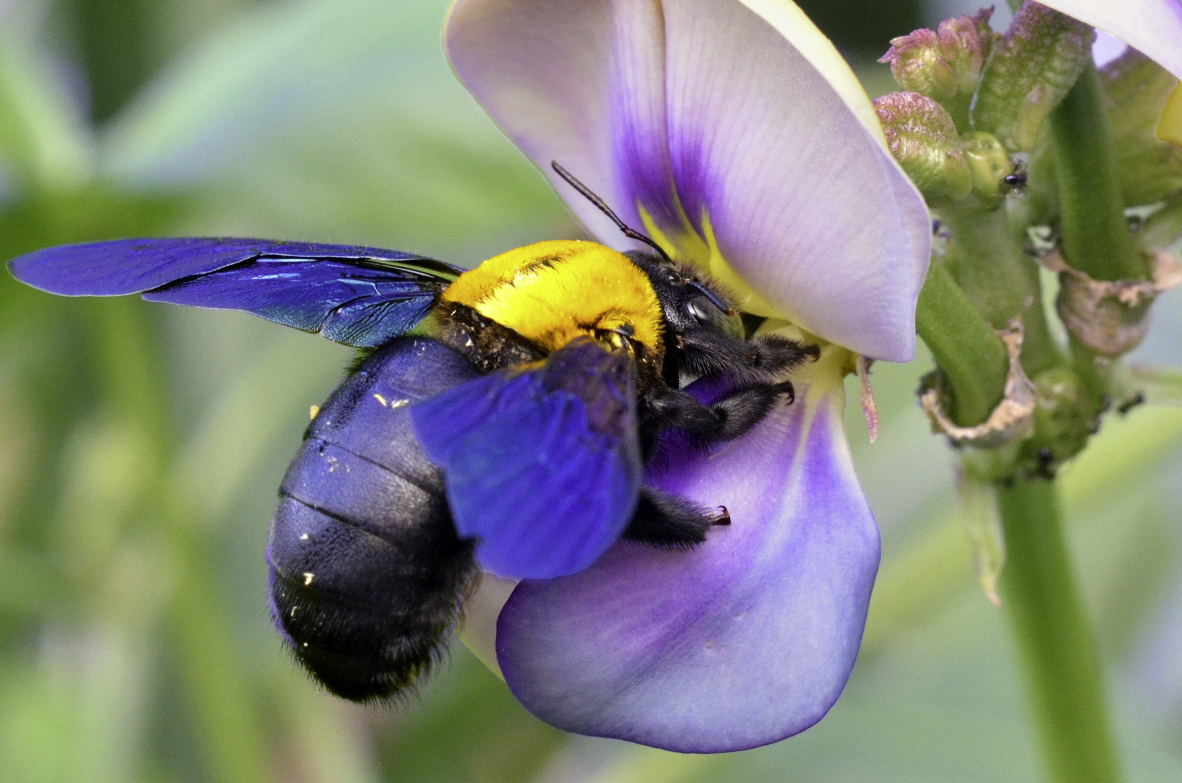 Привлекает опылителей. Пчела-плотник Xylocopa Valga. Шмель-плотник фиолетовый( Xylocopa violacea ). Насекомые опылители Шмель. Опыление насекомыми Шмель.