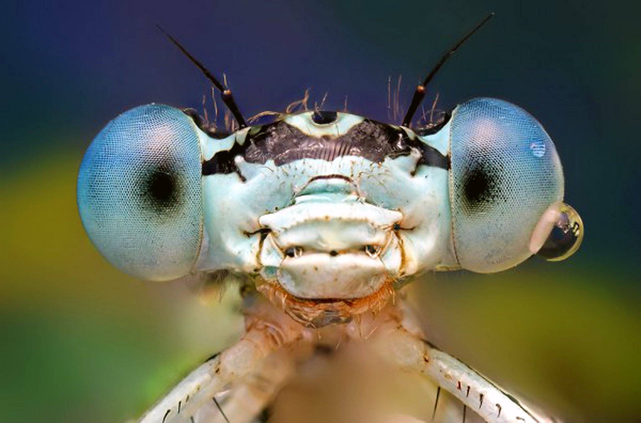 Увеличенная голова муравья под микроскопом фото