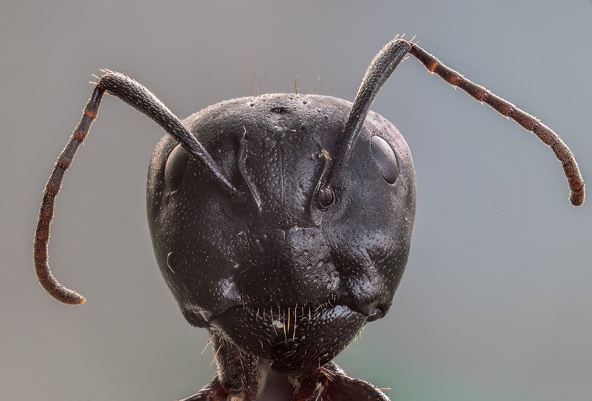 Лапки муравья под микроскопом фото