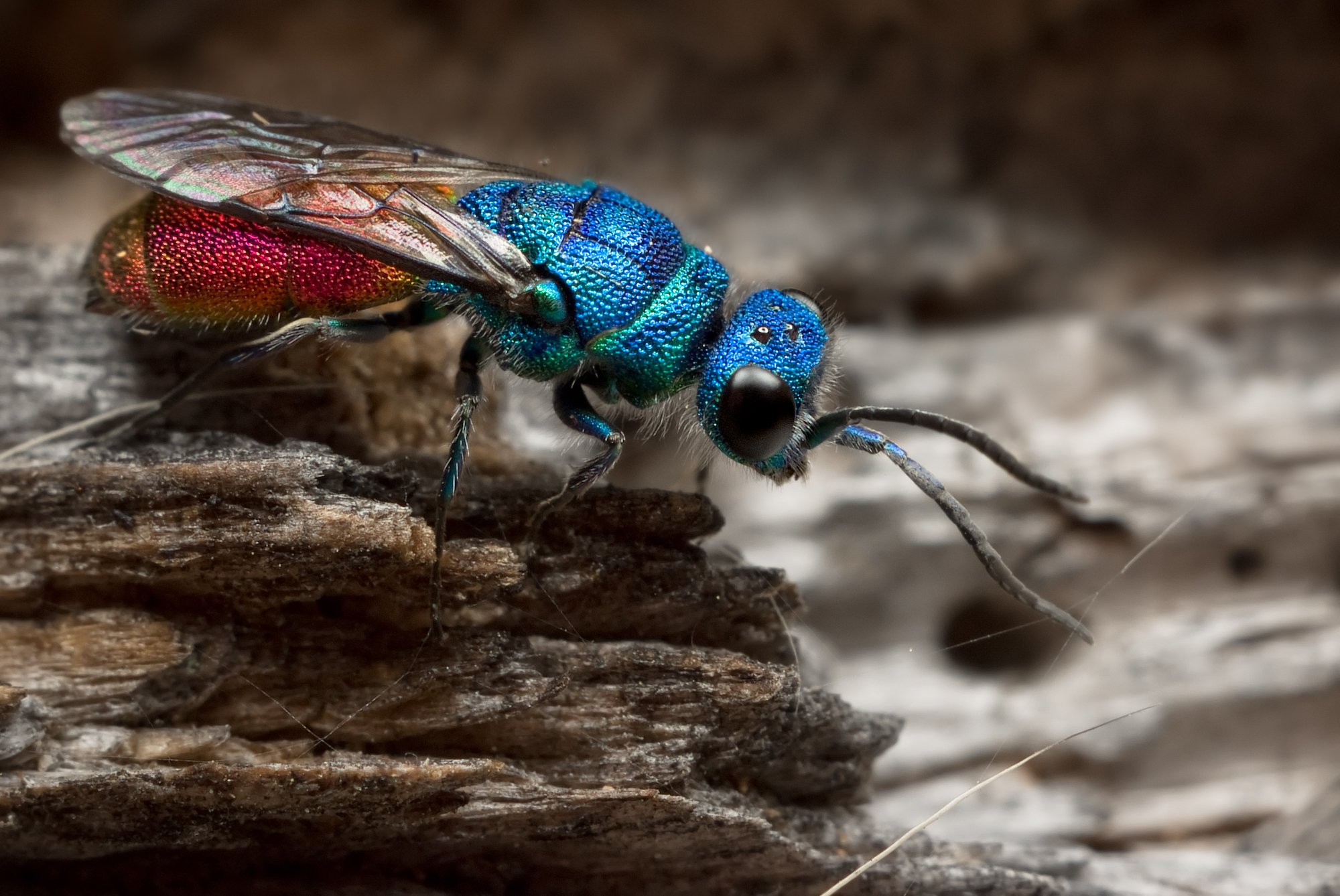 Фото насекомых. Насекомые. Хищные насекомые. Летучие насекомые. Красивые насекомые России.