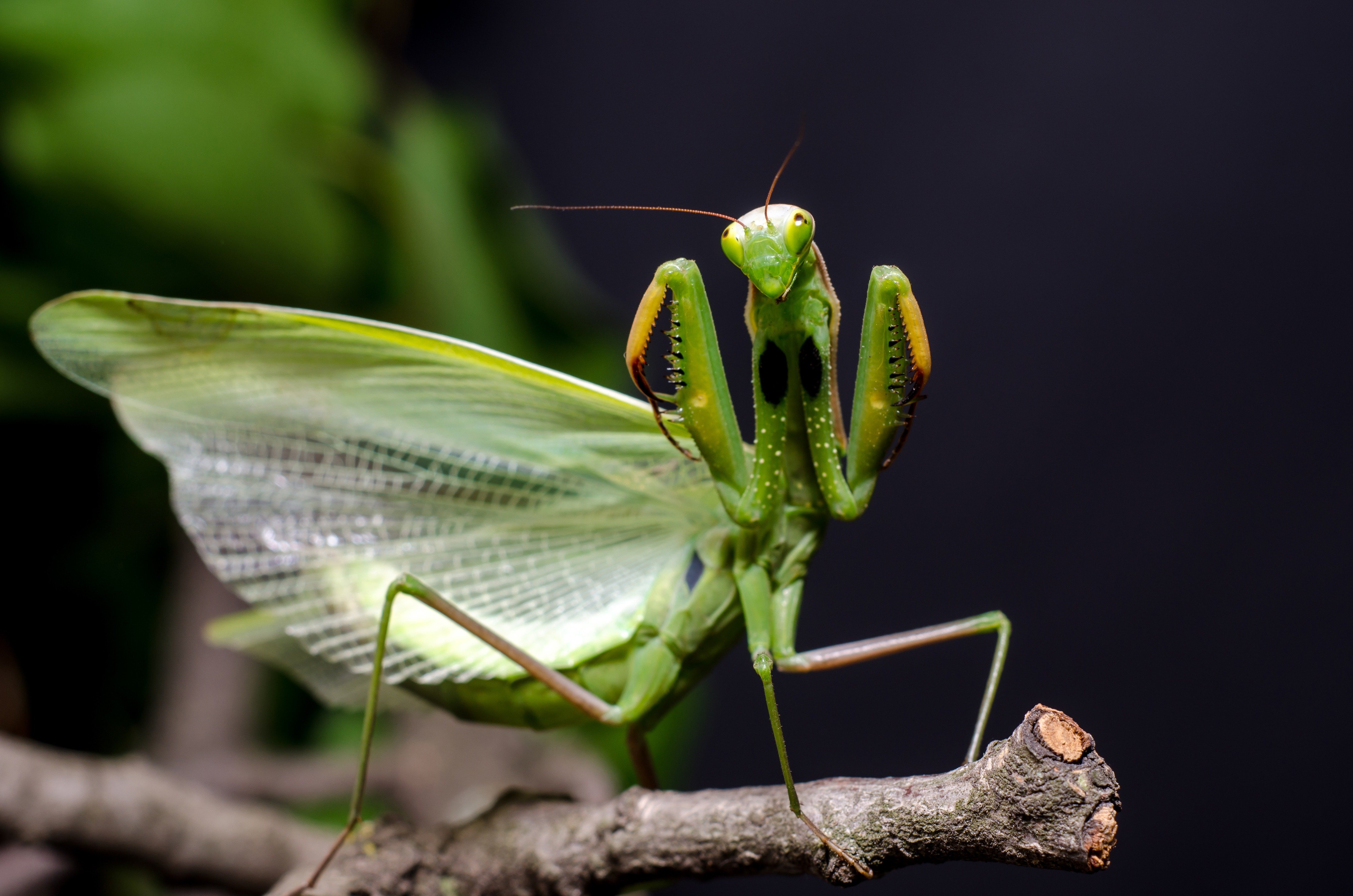 Богомолы едят самцов. Богомол Mantis religiosa самка. Богомол обыкновенный самка. Богомол Phyllocrania paradoxa. Самец богомола.