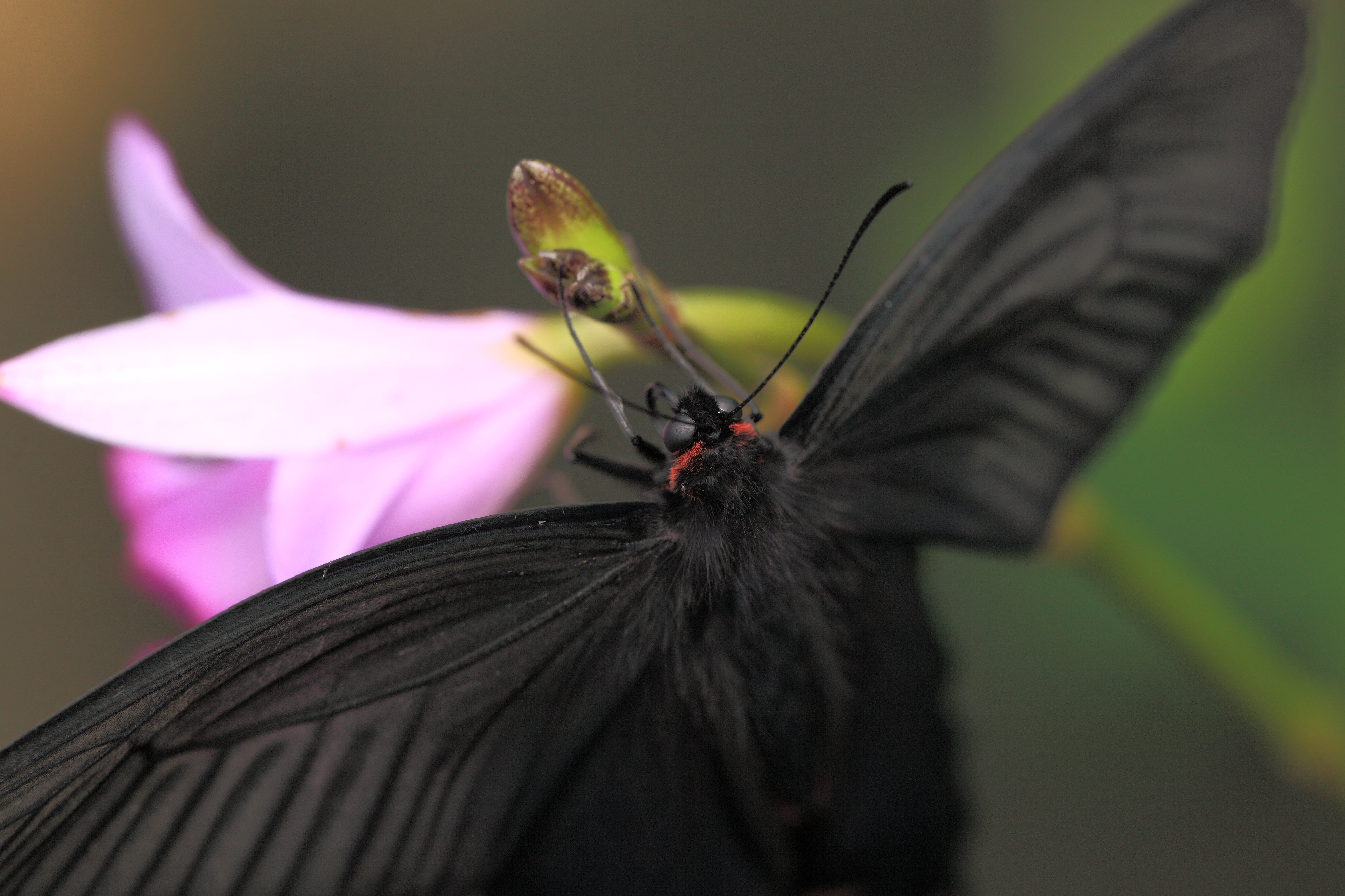 Черные ночные бабочки. Черный Кардинал бабочка. Черная ночная бабочка. Мотылёк насекомое. Черный мотылек.