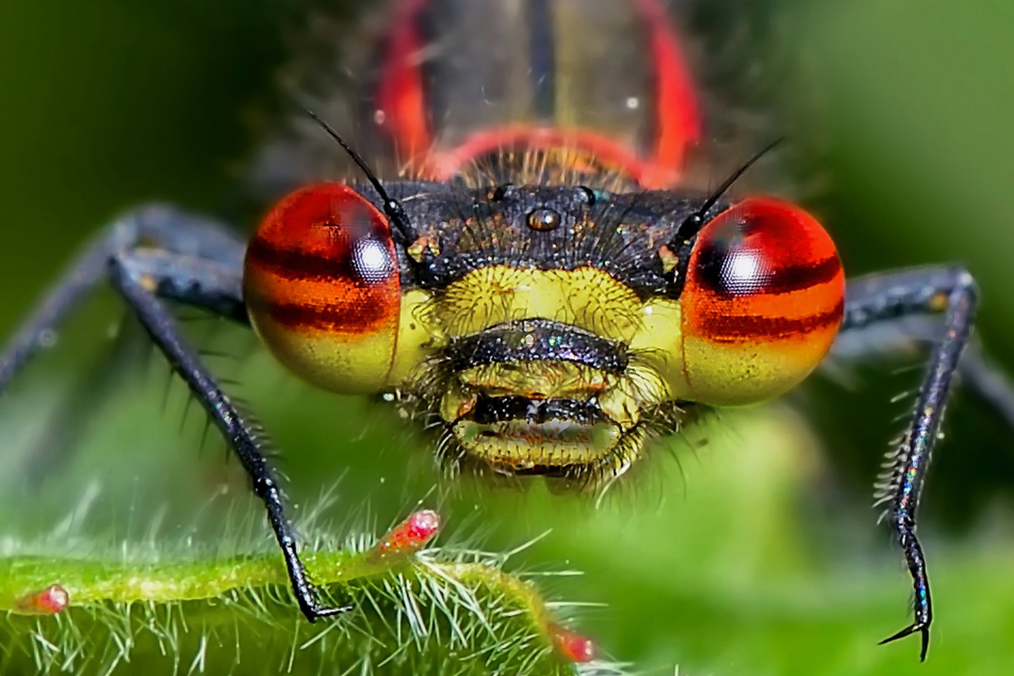 Бабочка муравей паук. Насекомые. Интересные насекомые. Макросъемка насекомых. Экзотические насекомые.