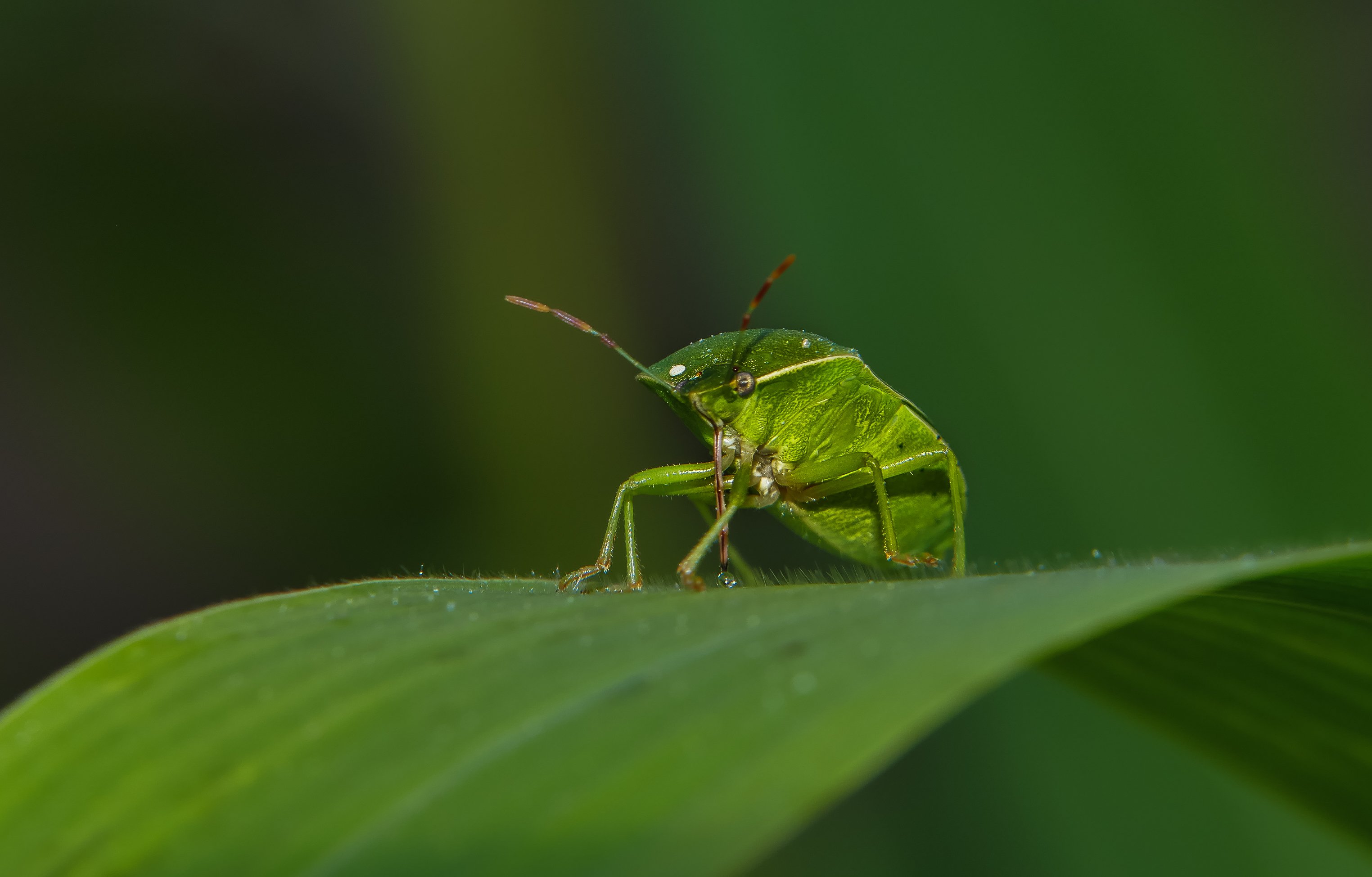 Насекомые зеленого цвета. Светлячок насекомое Геленджикский. Прыгучий зеленый Жук. Светлячок и цикада. Зеленое насекомое.