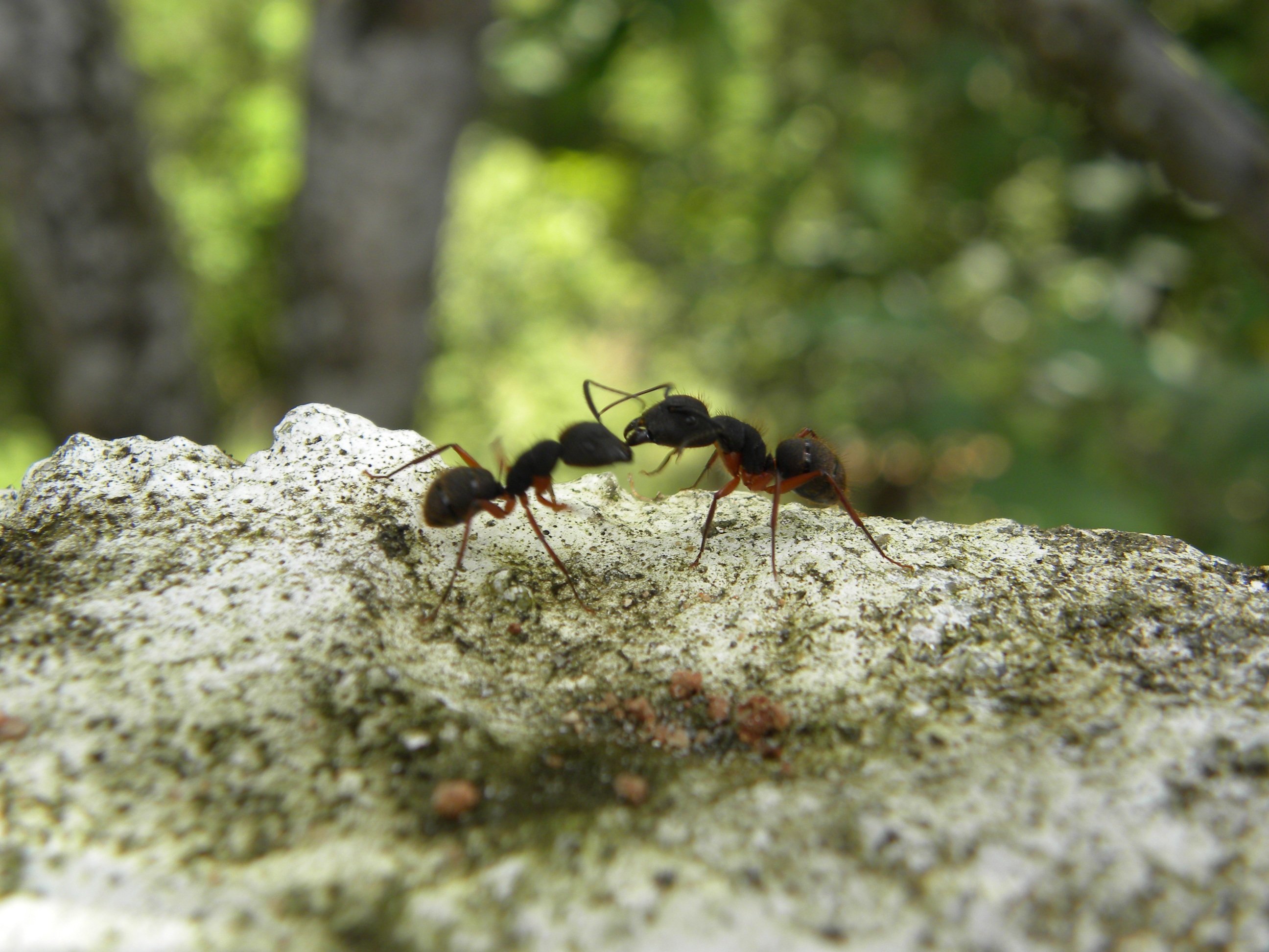 Сонник муравьи много. Муравей. Рыжий Лесной муравей. Муравьи санитары. Муравьи вредители.