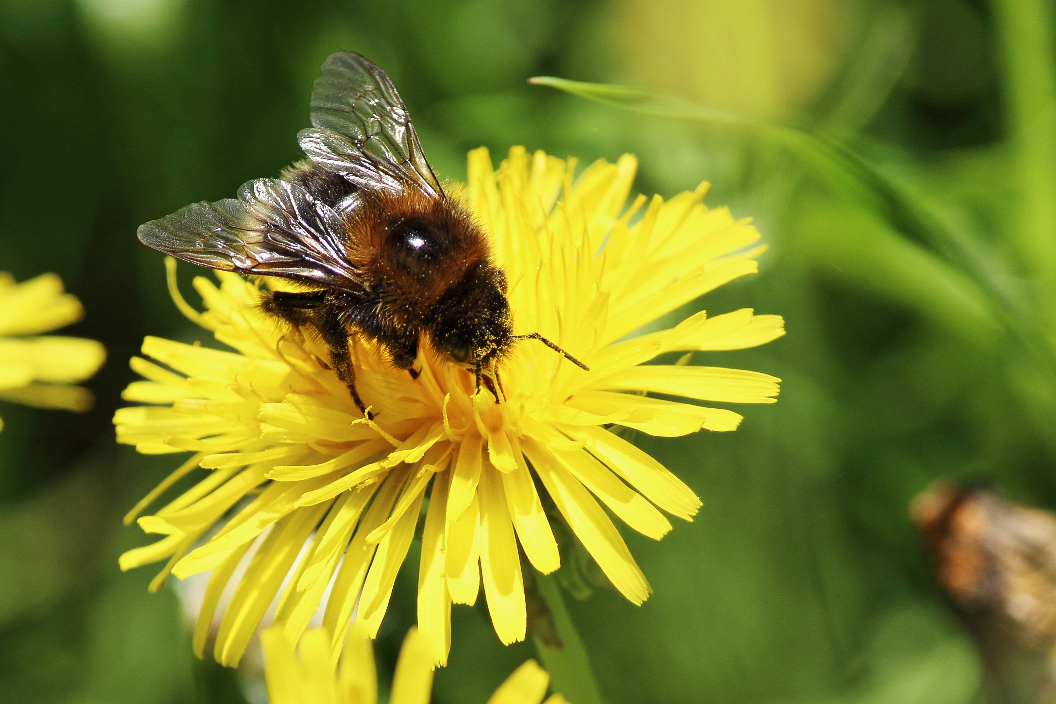 Пчела питается нектаром. Опыление пчелами луговых растений. Шмели опылители. Насекомые Луга пчела. Шмель опыляет Клевер.