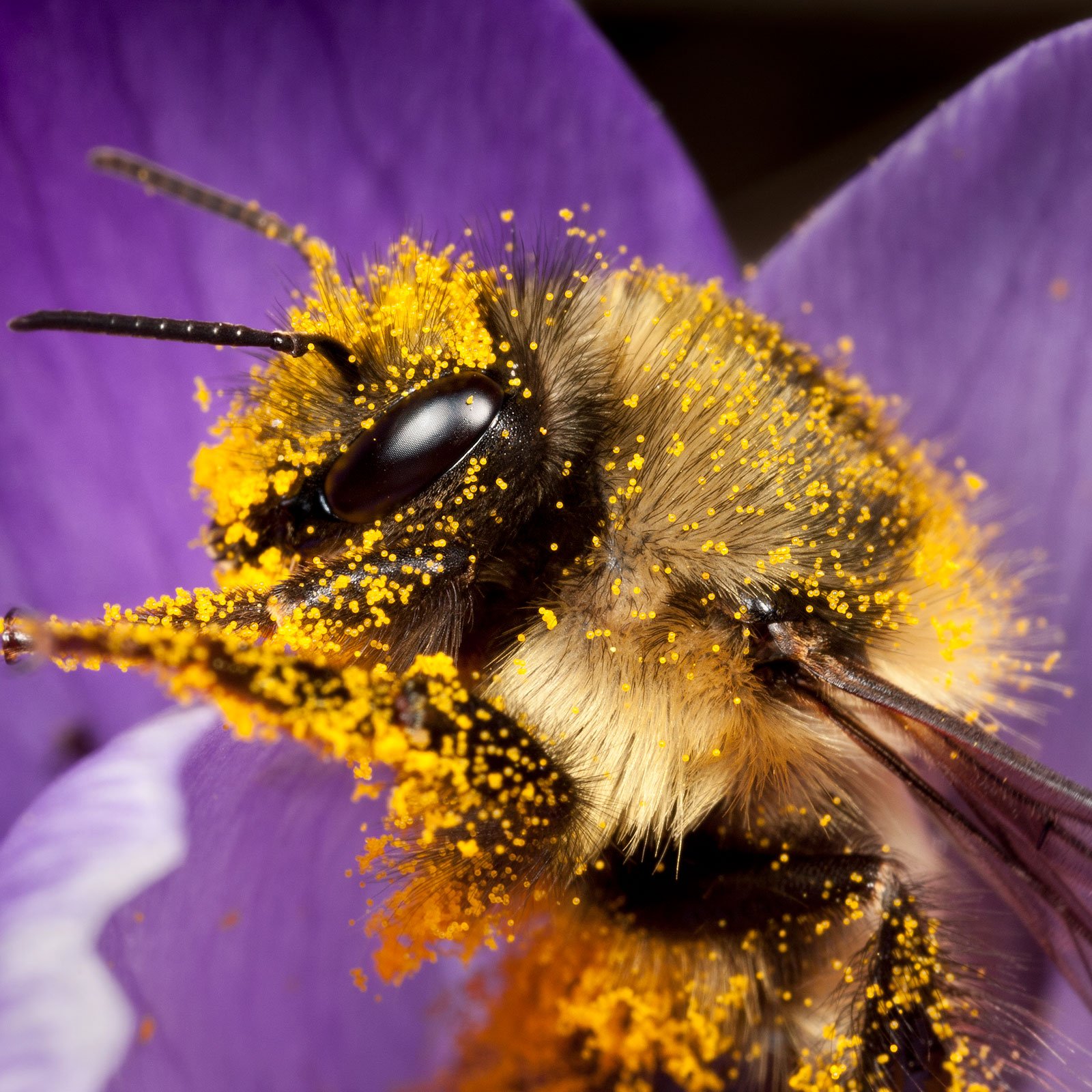Пыльца растений собранная пчелой. Шафранный Шмель. Пчела. Шмель Макросъемка. Шмель в пыльце.