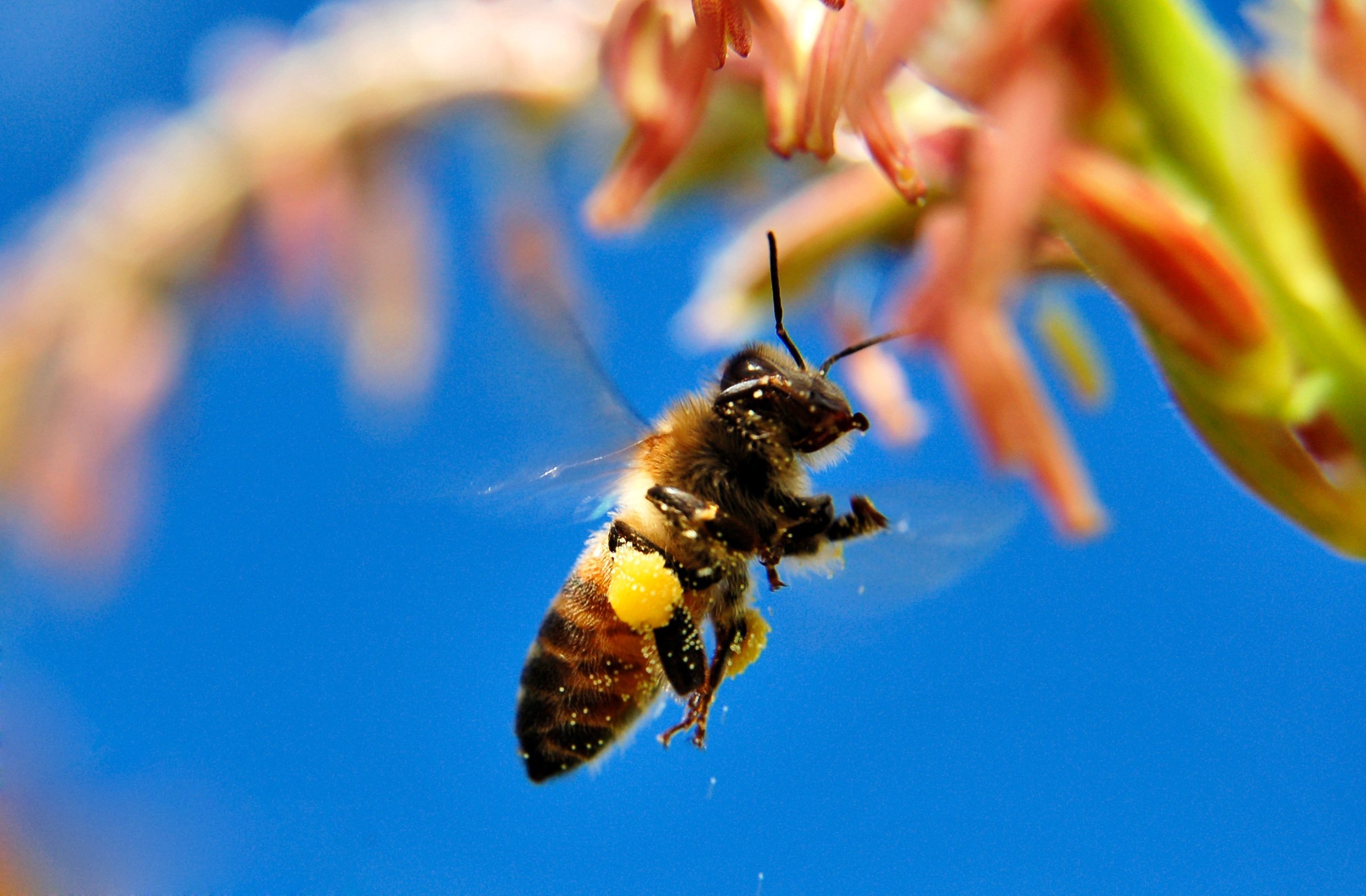 Пчела питается нектаром. Дикая медоносная пчела. Перепончатокрылые опылители. Пчела медоносная с нектаром. Пчела опыляет цветок.