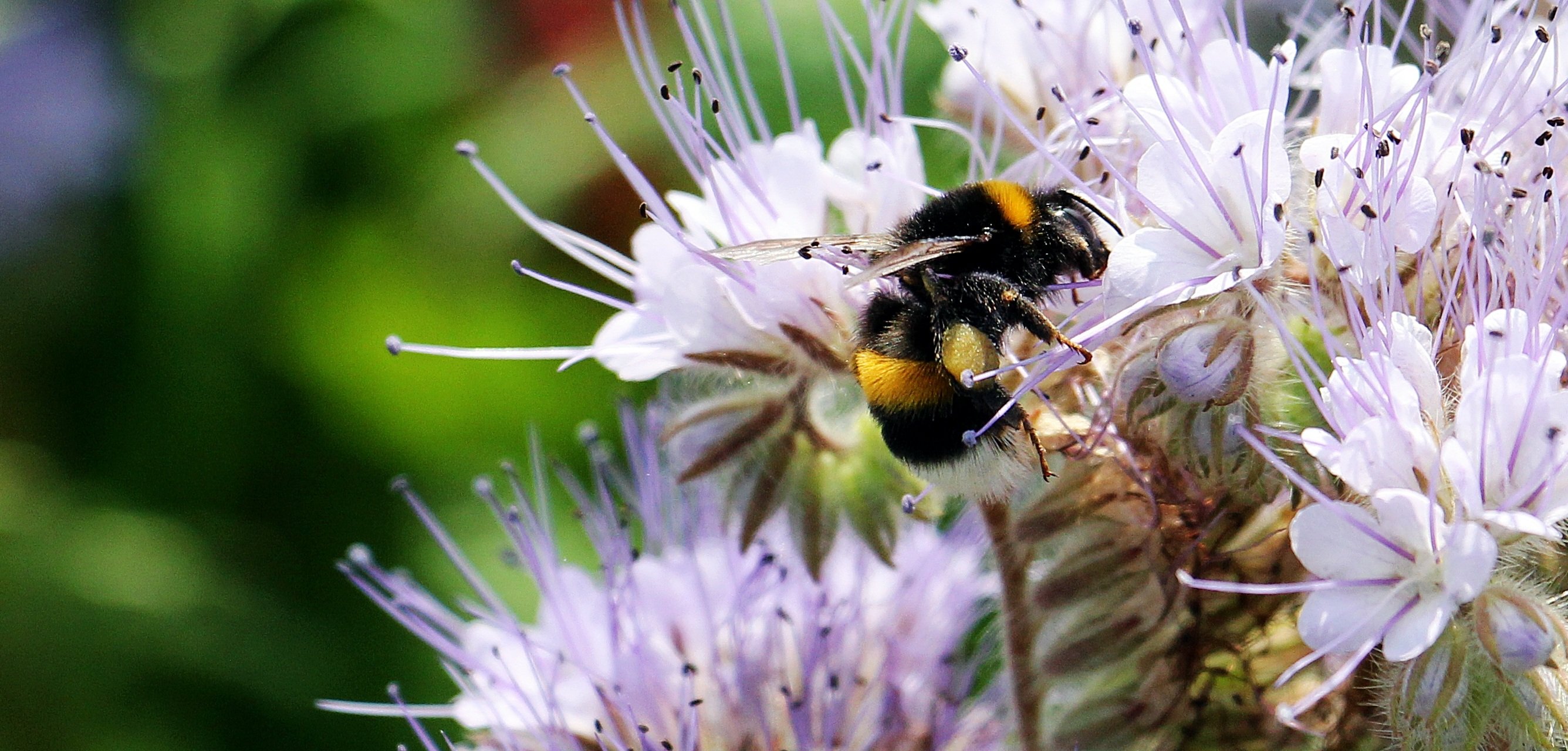 Насекомоопыляемые растения пыльца. Пчеловодство фацелия. Фацелия пыльца. Фацелия бабочка. Пыльца фацелии для пчел.