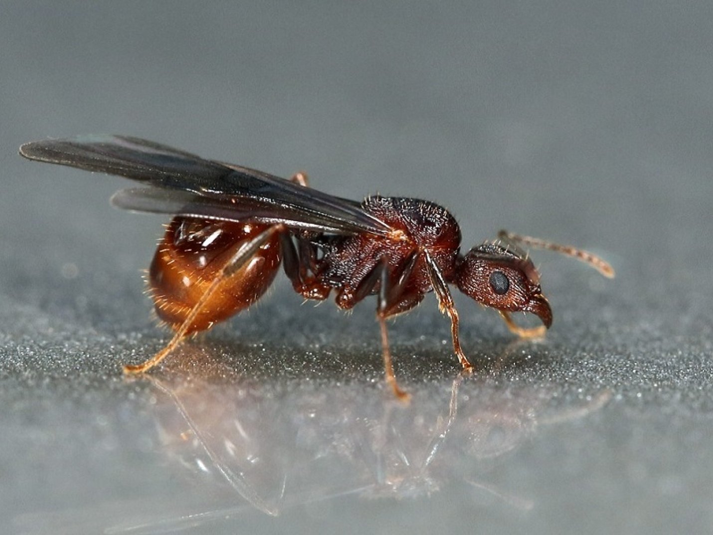 Крылатых муравьев. Летучие муравьи матка. Самка муравья с крыльями. Крылатые муравьи. Летающие муравьи.