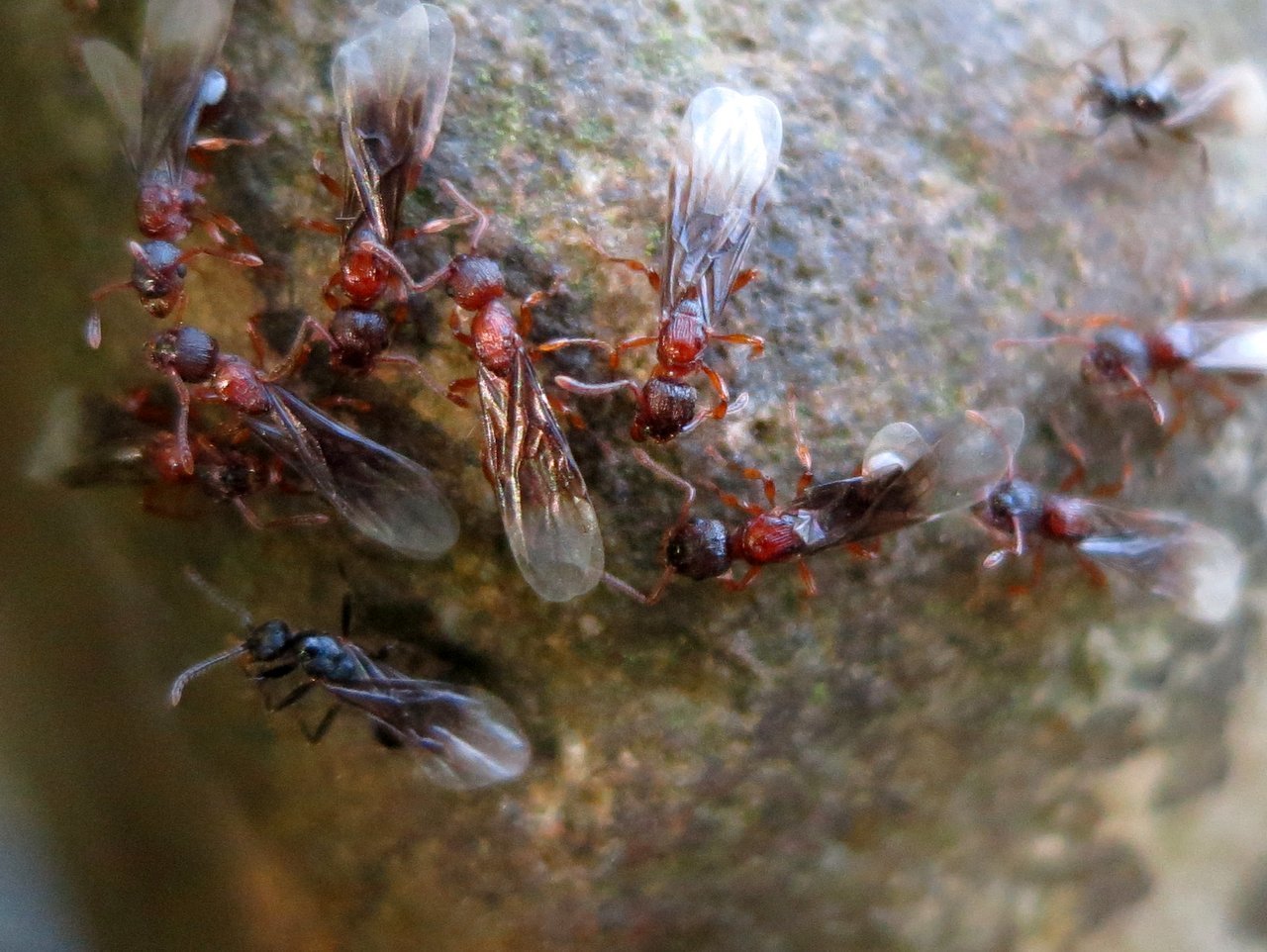 Летающие муравьи. Муравьиная матка с крыльями. Насекомые похожие на муравьев с крыльями. Летучие муравьи. Крылатых муравьев