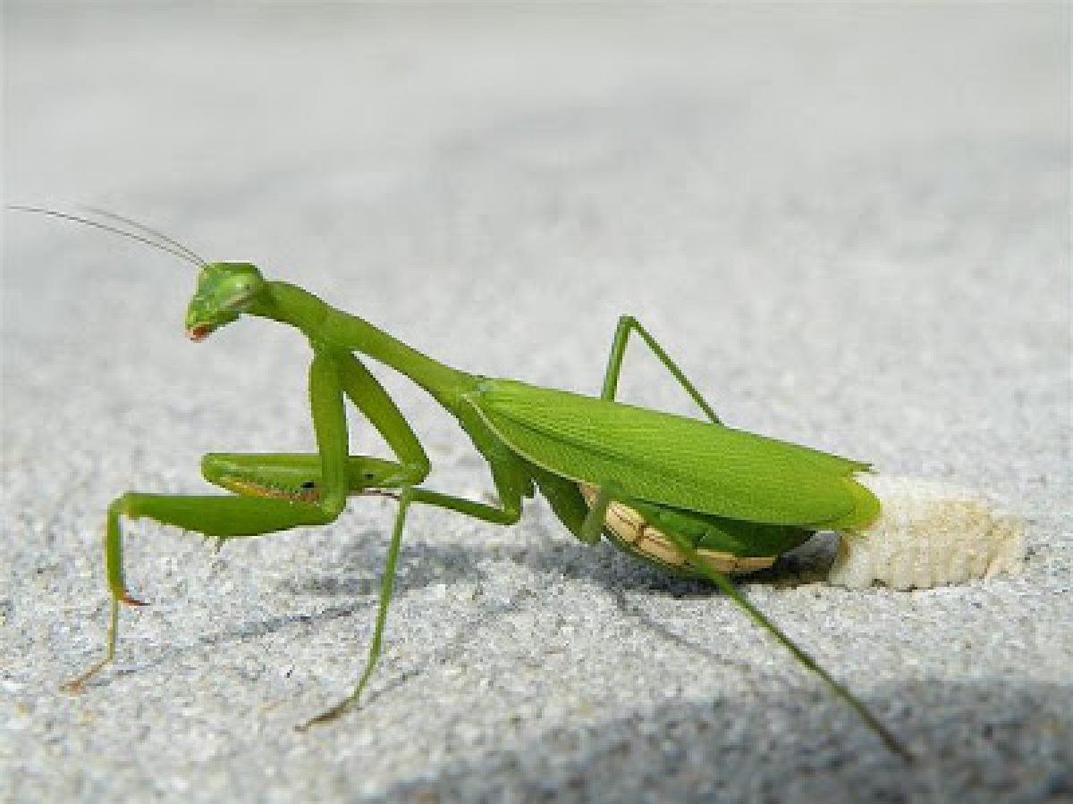 Рождения богомола. Богомол Mantis religiosa самка. Богомол обыкновенный самка. Личинка богомола обыкновенного. Лишайниковый богомол.