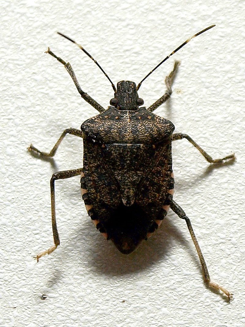 Brown marmorated stink Bug