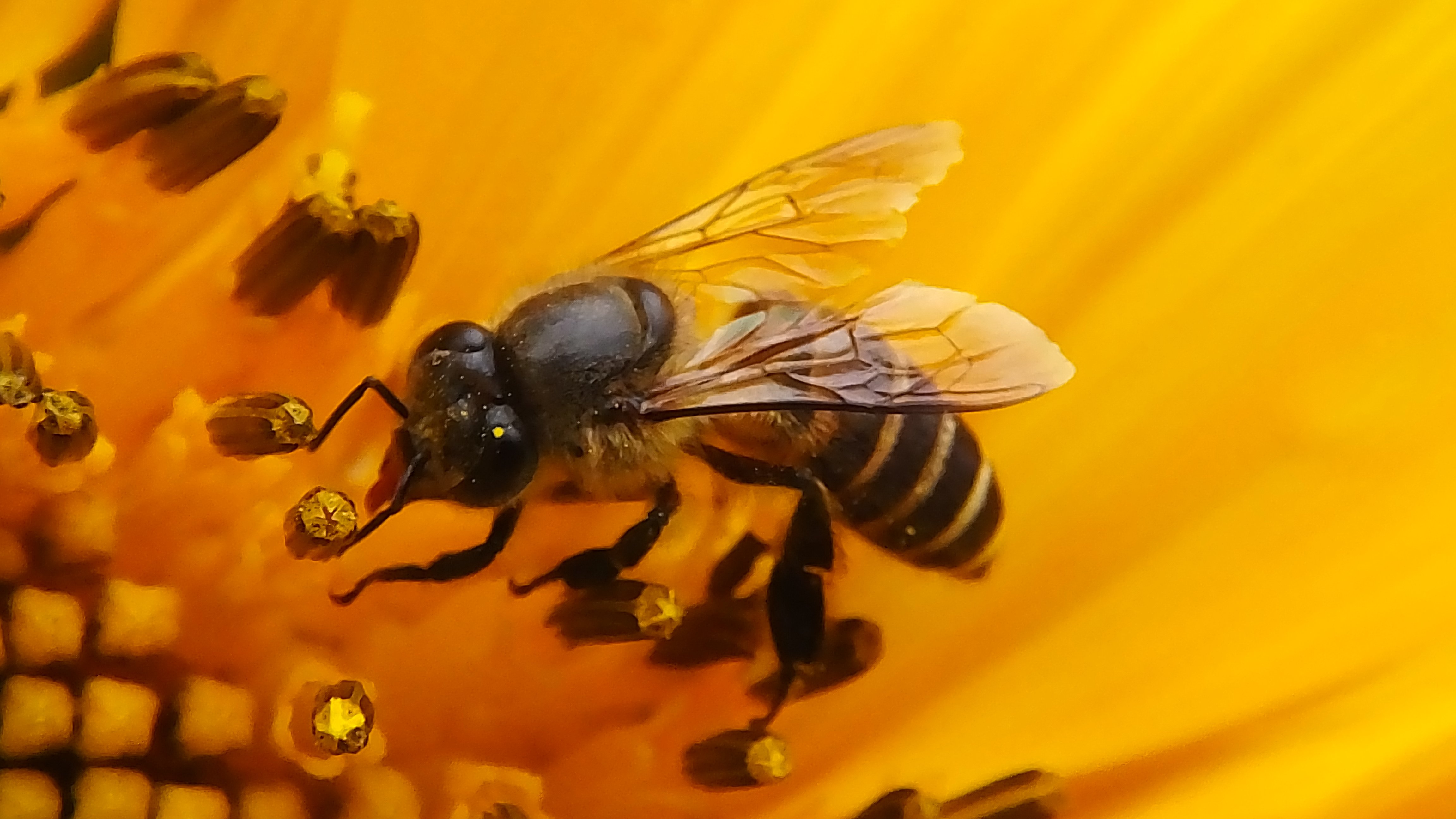 Пчела питается нектаром. Карликовые медоносные пчелы. Пчела с пыльцой и нектаром. Пчела собирает нектар. Шмель пчела Оса Шершень.