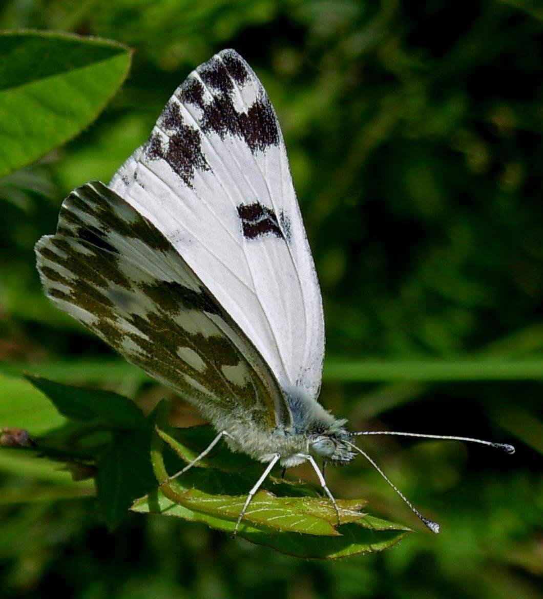 Бабочка капустная белянка имеет мучнисто. Белянка Эдуса. Белянка рапсовая бабочка. Белянка резедовая. Белянка резедовая (Pontia daplidice).