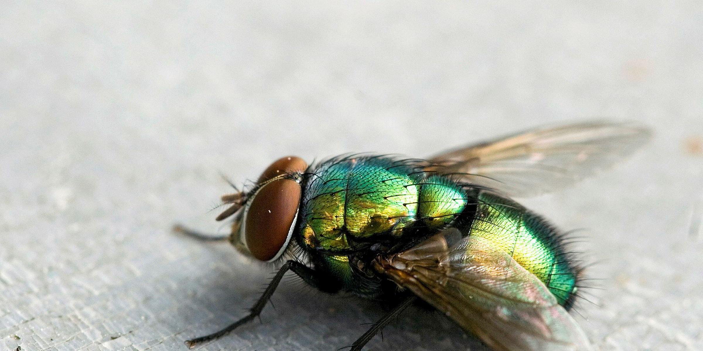 Сон муха большая. Зеленая падальная Муха. Муха навозница. Живородящие мухи.