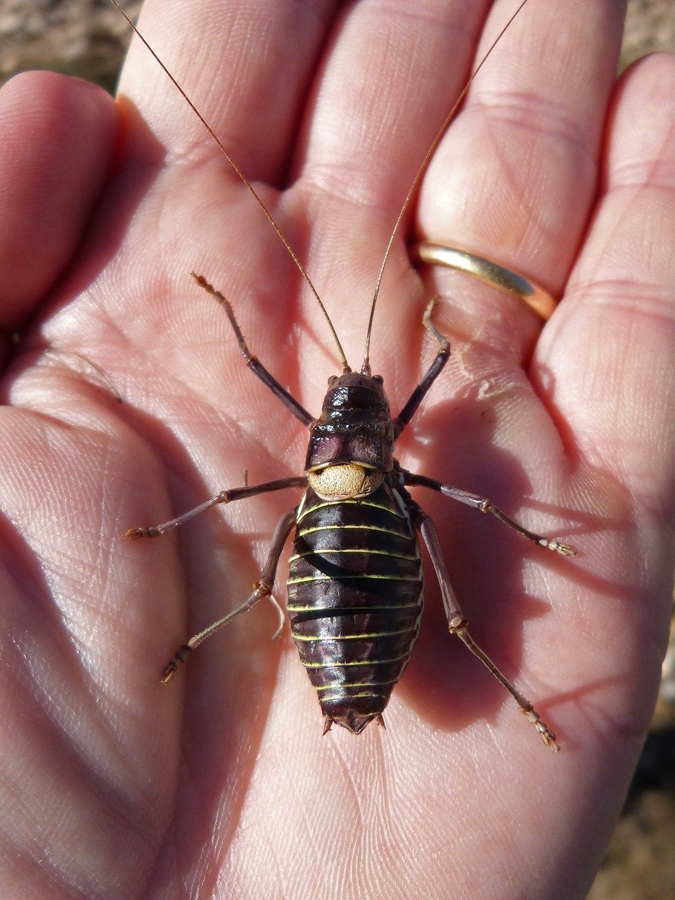 Мадагаскарский таракан маленький
