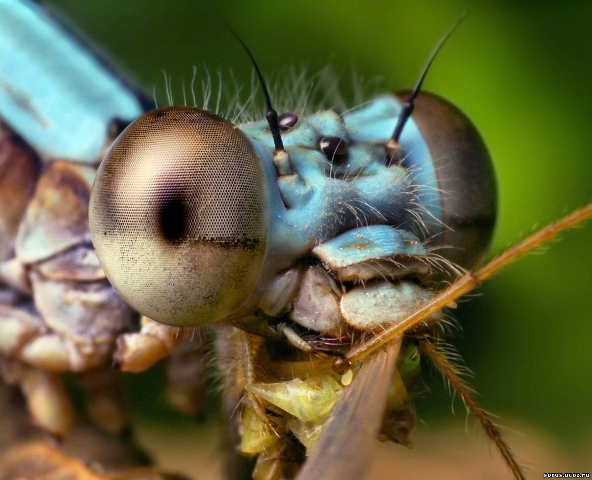 Глаза насекомых имеют. Фасеточные глаза у Жуков. Ротовой аппарат Стрекозы. Стрекоза вблизи. Стрекоза морда.