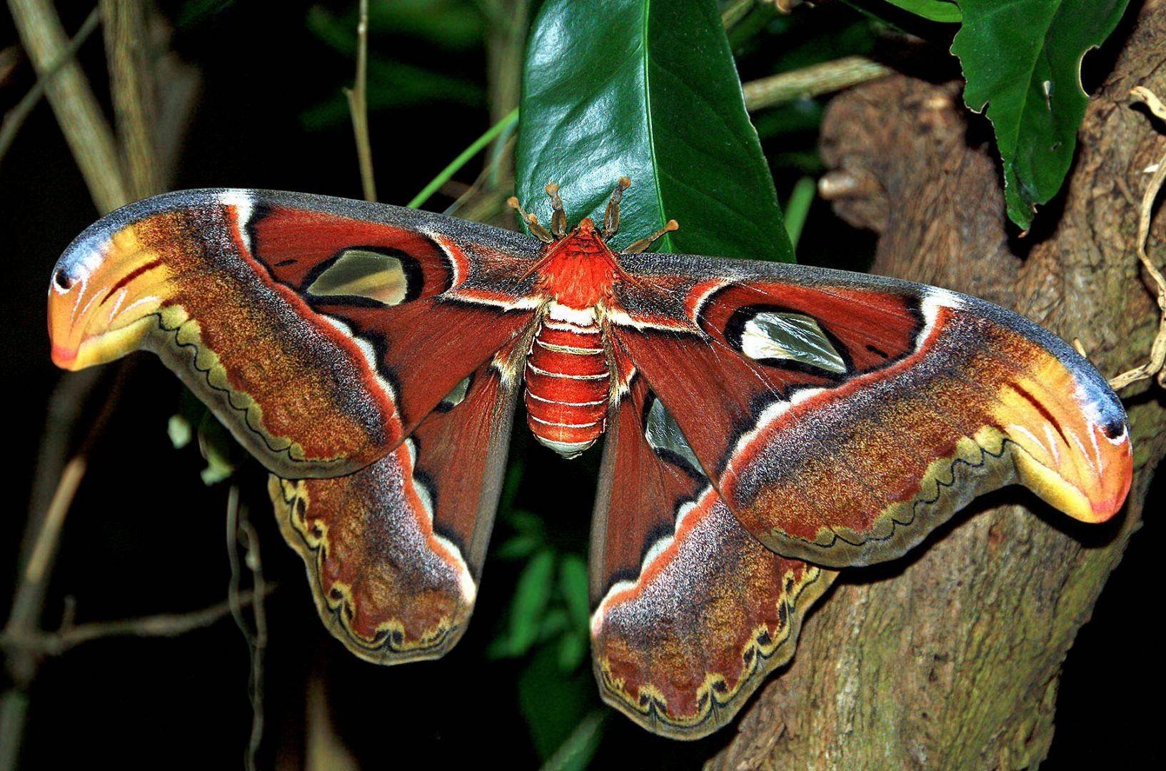 В крыму обитает самая крупная бабочка европы. Павлиноглазка атлас Attacus Atlas. Бабочка Павлиноглазка атлас. Павлиноглазка князь тьмы. Attacus Atlas бабочка.