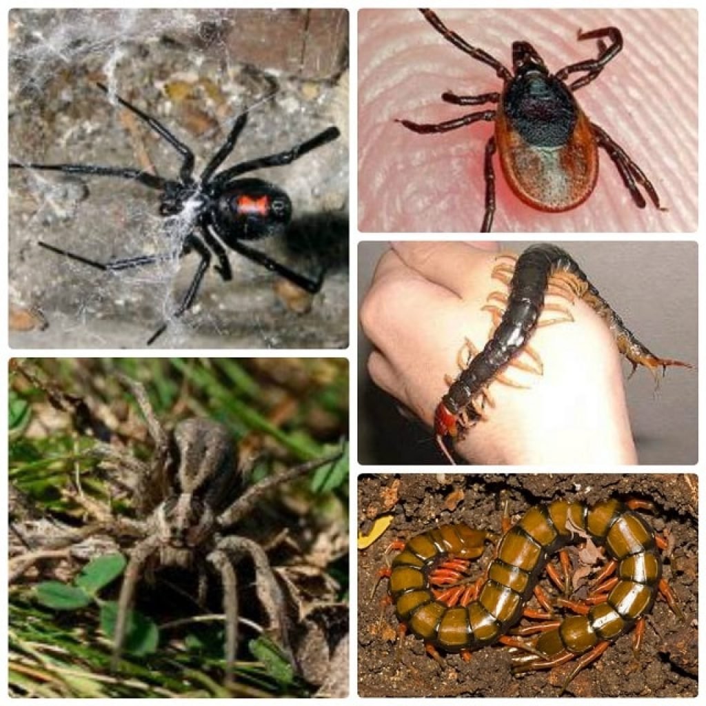 ядовитые насекомые фото и названия
