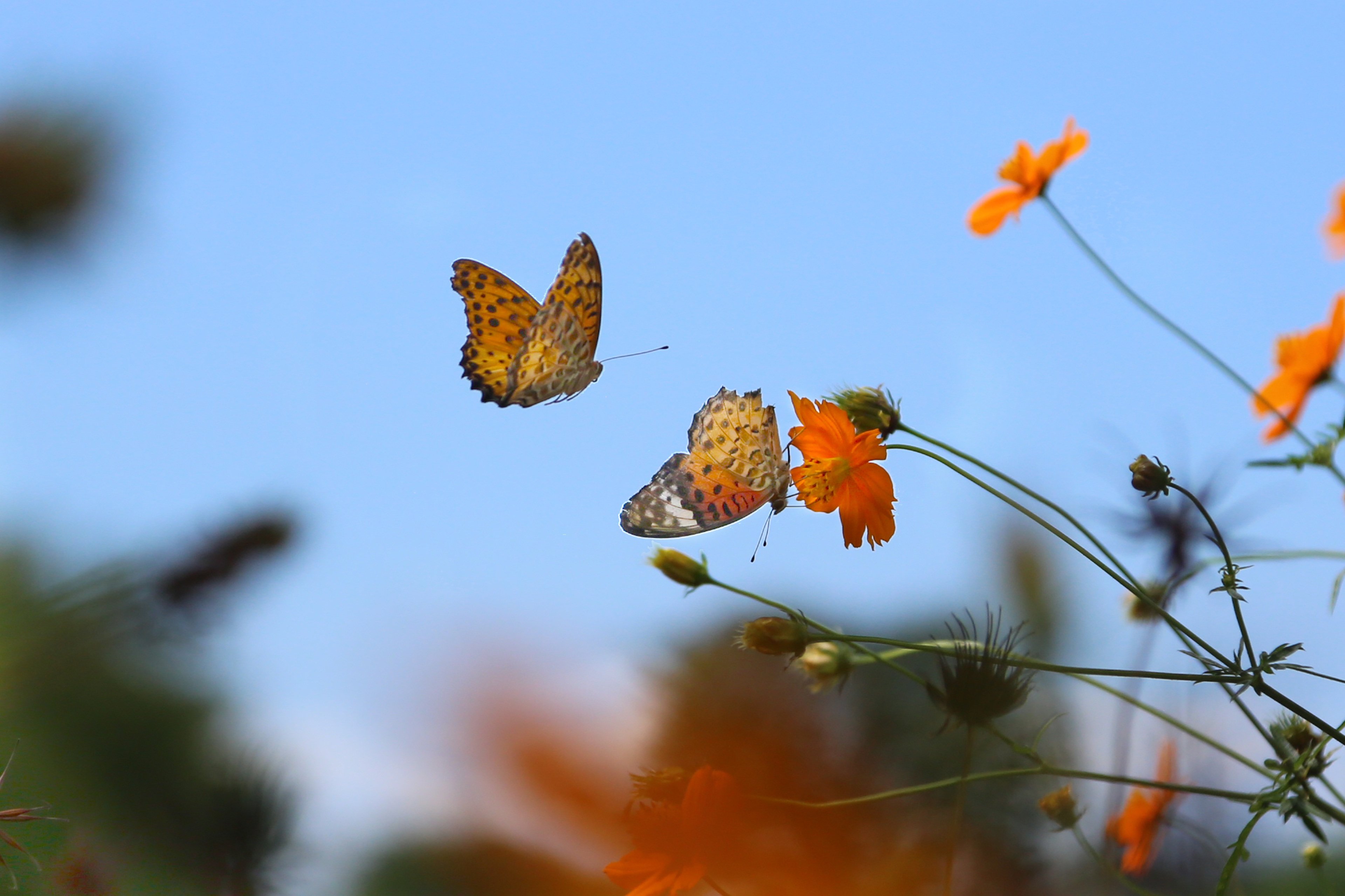 2 летающие бабочки. Бабочки. Бабочки летают. Бабочка в полете. Осенние бабочки.